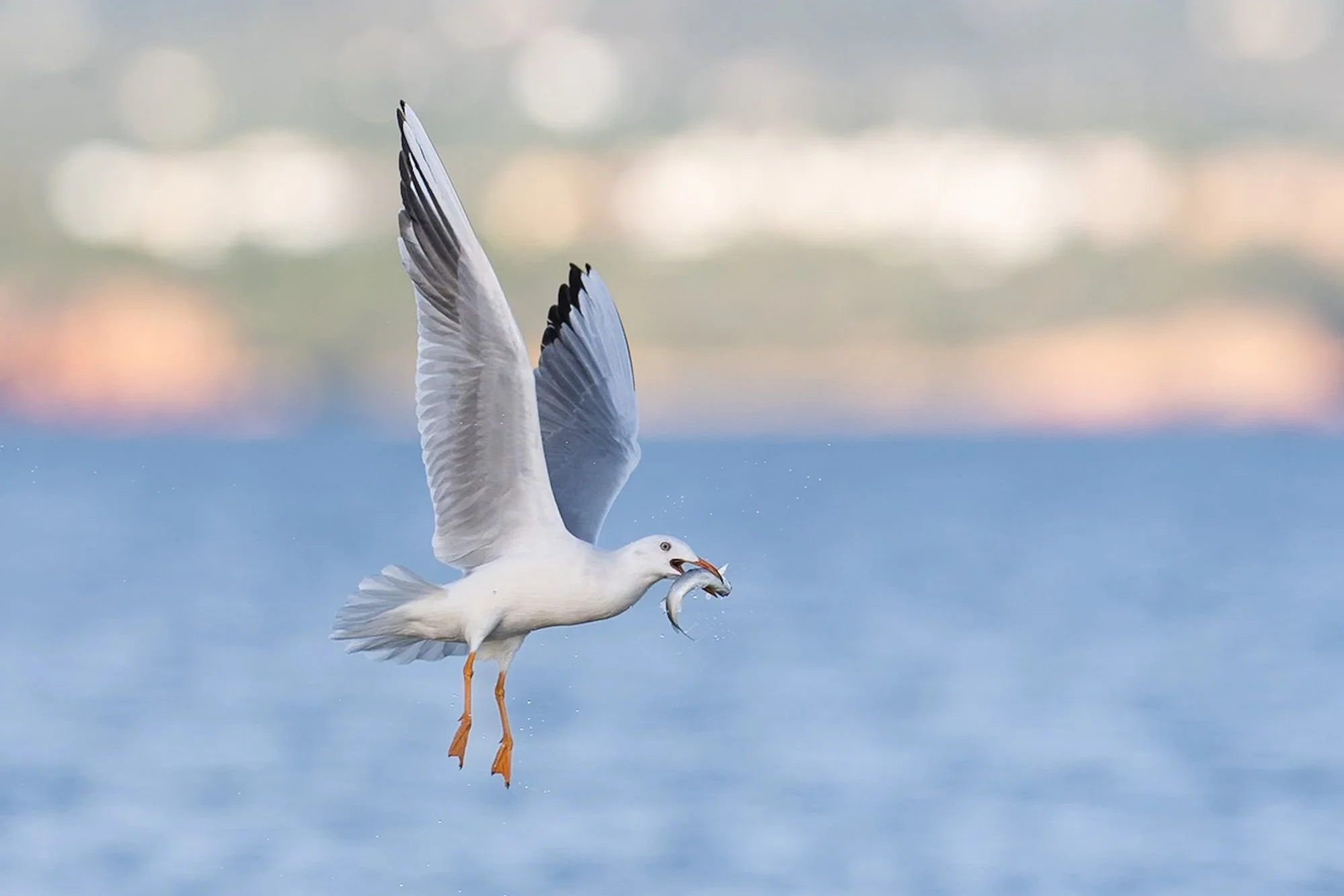 Gulls_Slender-billed_Ebro-delta_JPEG_3x2_ARM2950.jpg