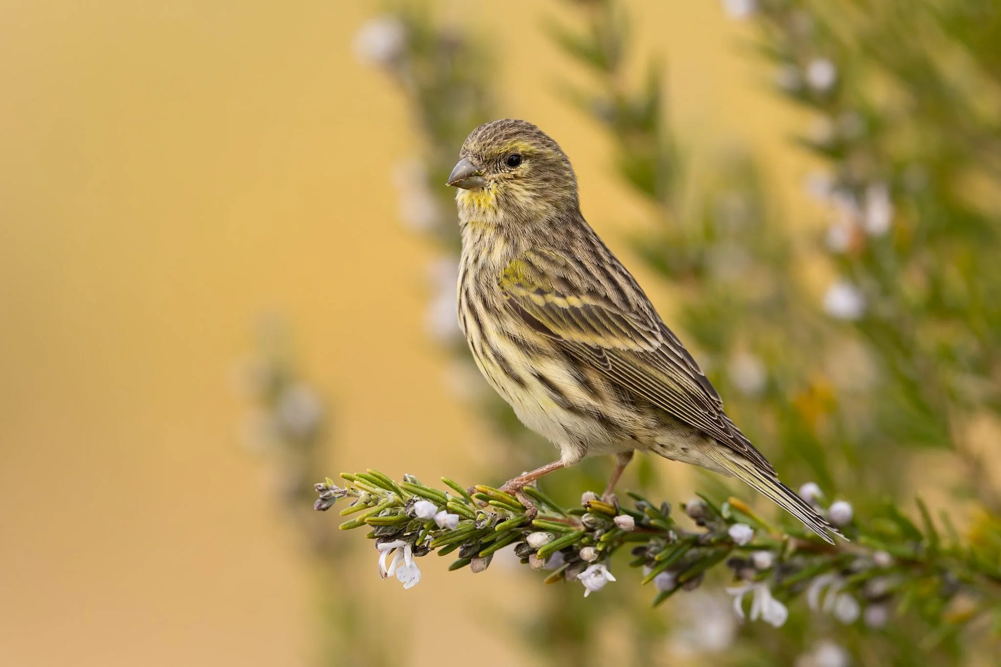 Finches_Serin_Batea_JPEG_3x2_ARM8536.jpg