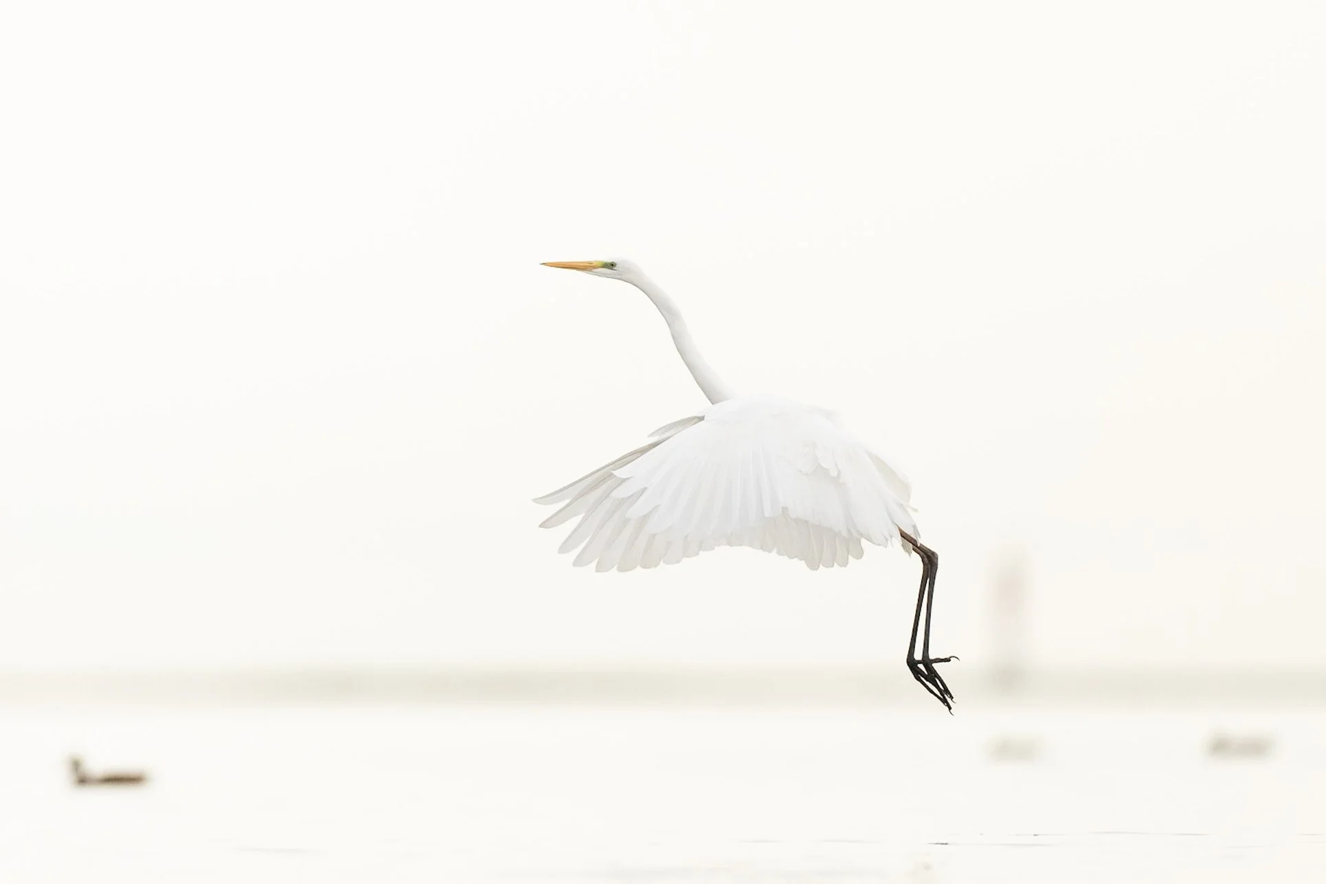 Herons_Great_White_Egret_Ebro-delta_JPEG_3x2_ARM0649.jpg