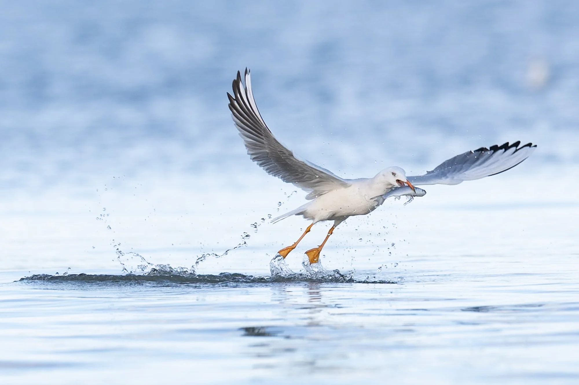 Gulls_Slender-billed_Ebro-delta_JPEG_3x2_ARM2939.jpg