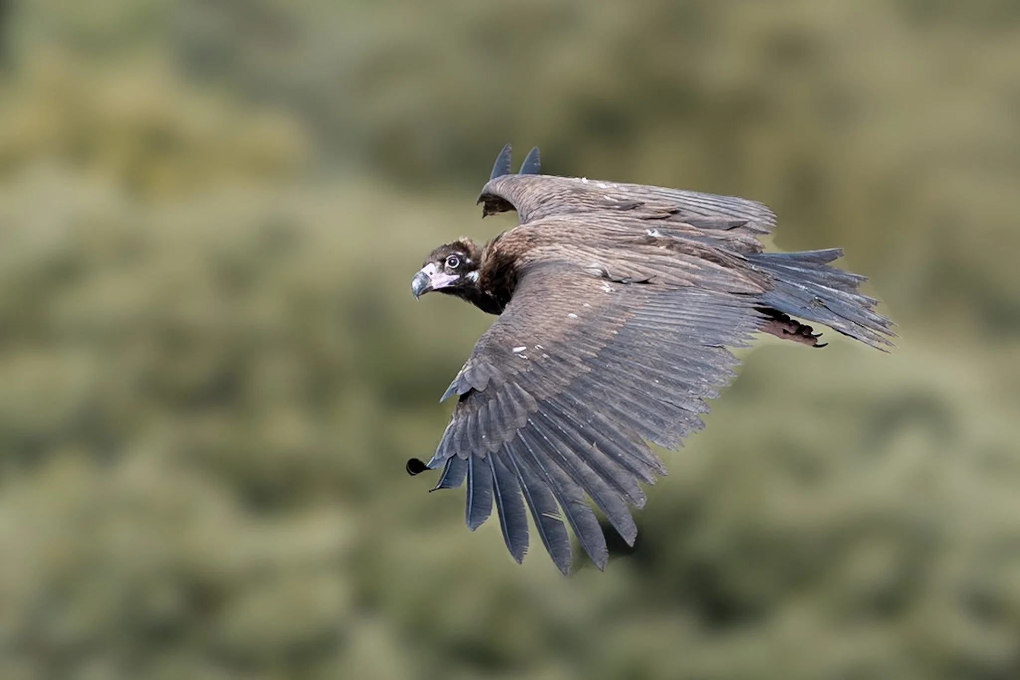 Vultures_Cinereous_Buseu_JPEG_3x2_ARM7469.jpg