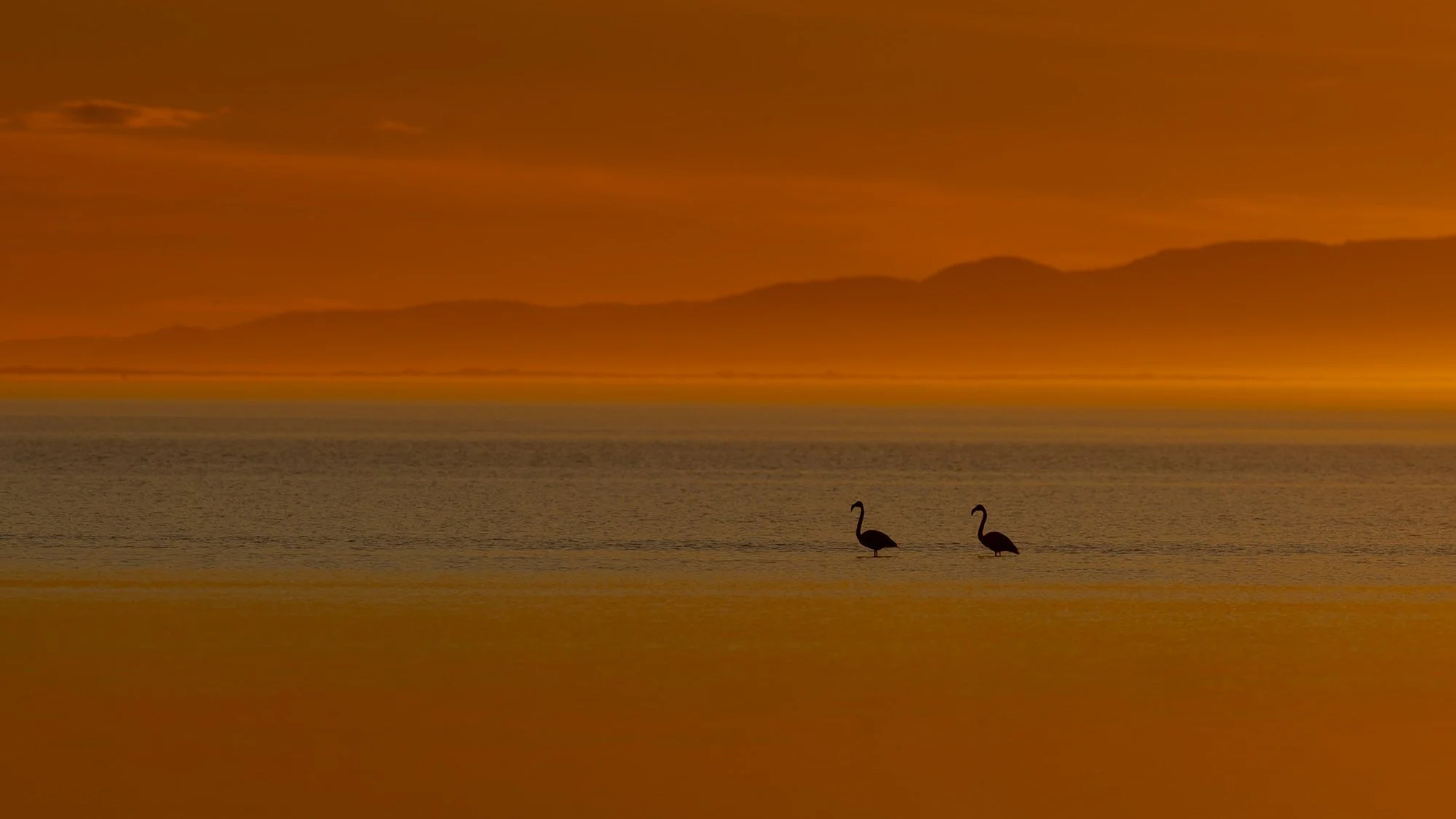 Flamingos_greater_Ebro-delta_JPEG_3x2_ARM1739.jpg