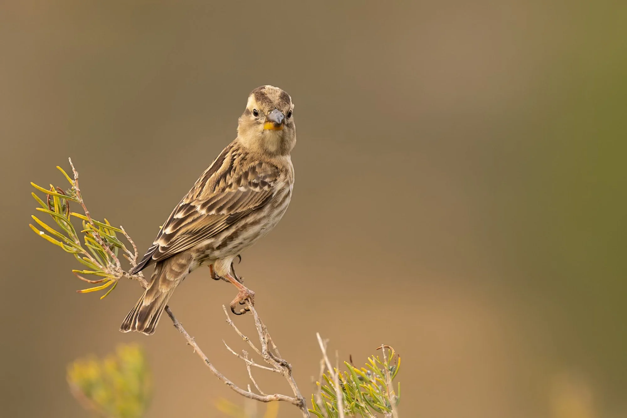 Sparrows_Rock_Batea_JPEG_3x2_ARM5569.jpg