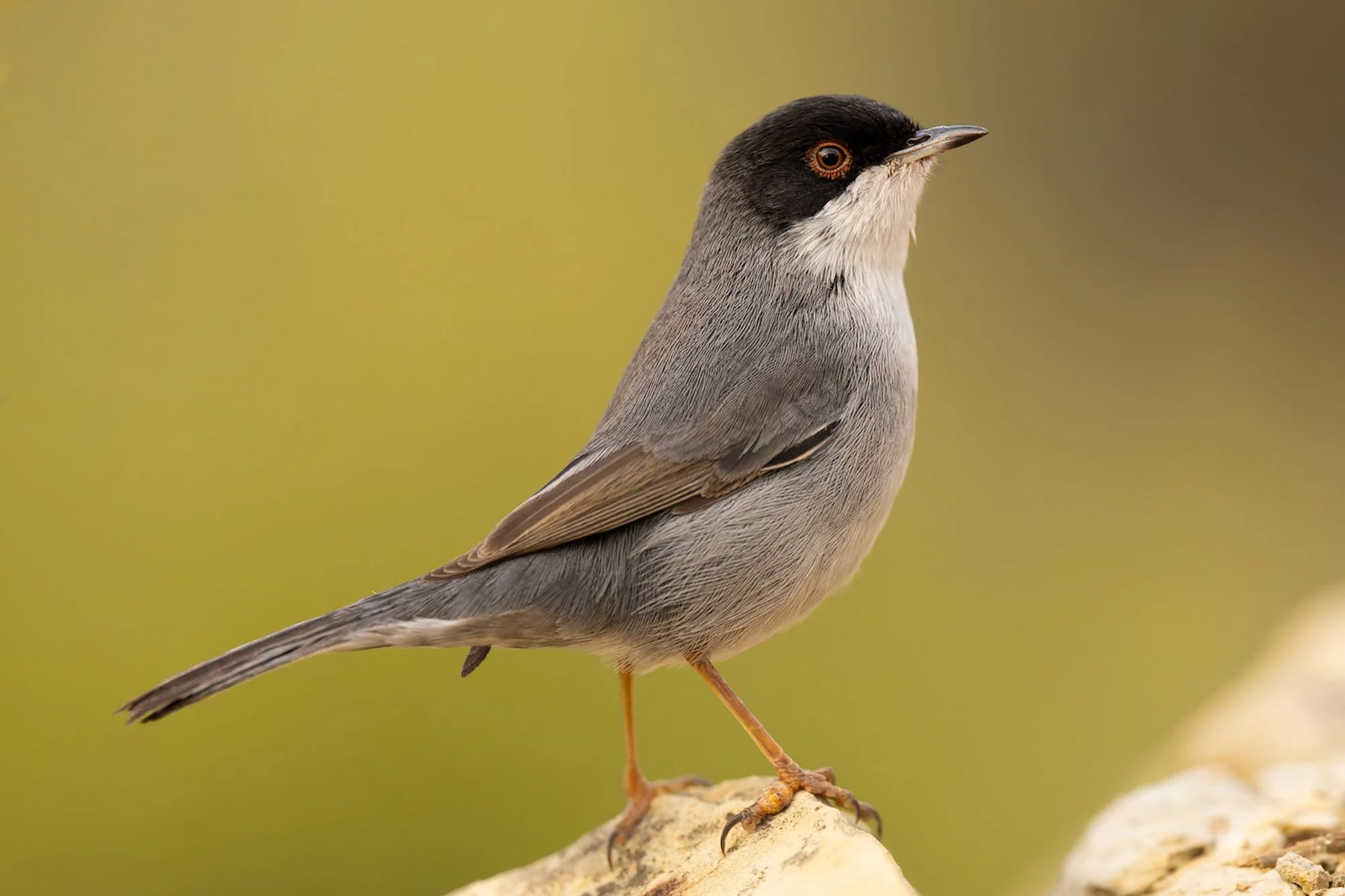 Warblers_Sylvia_Sardinian_JPEG_3x2_Batea_12_2025_ARM6736.jpg