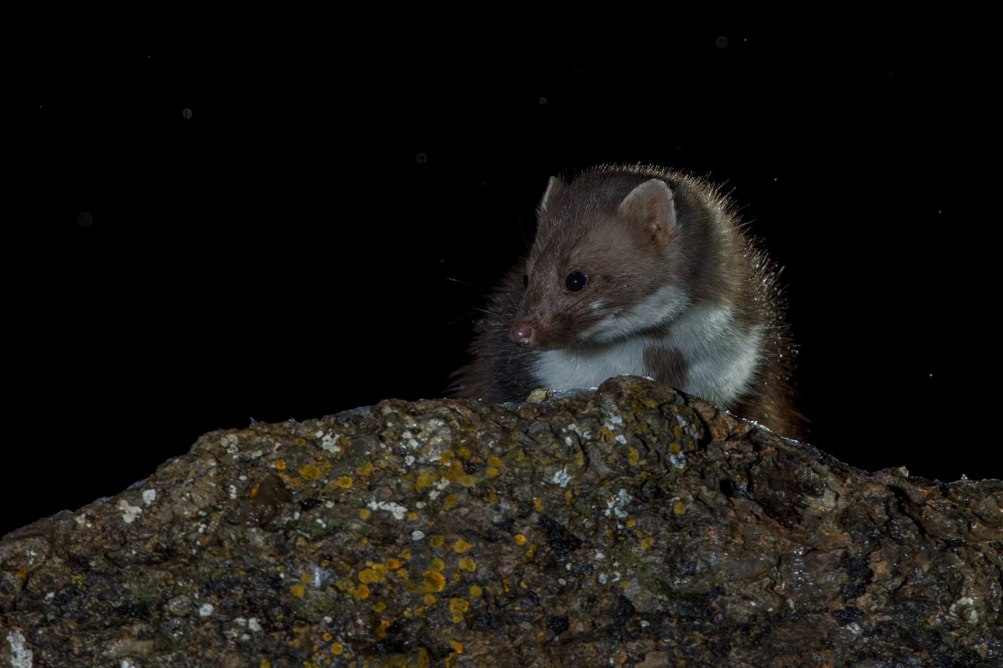 Mammals_Stone-Marteen_JPEG_3x2_96A6912.jpg