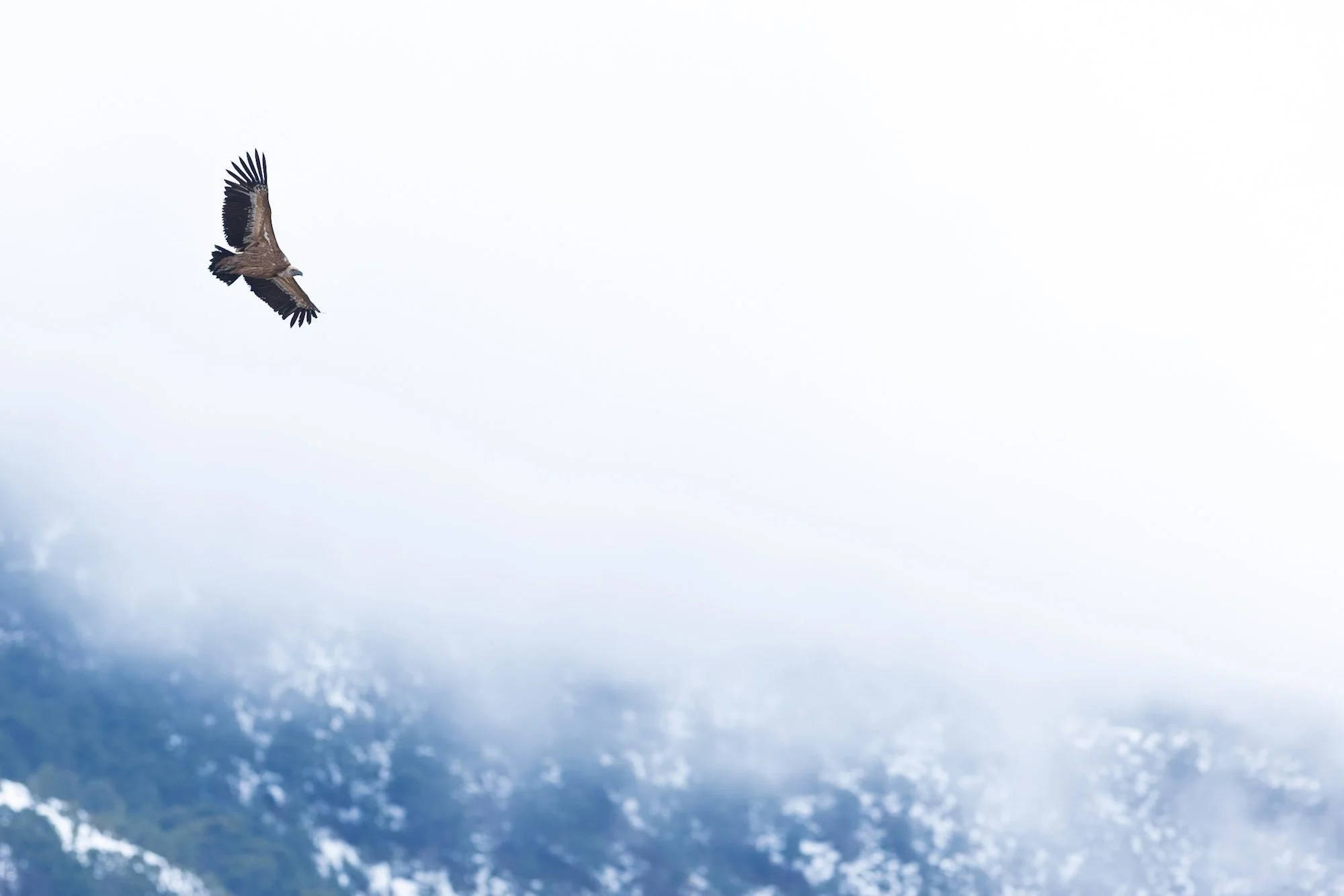 Vultures_Griffon_JPEG_3x2Buseu_01_2026_ARM1414.jpg