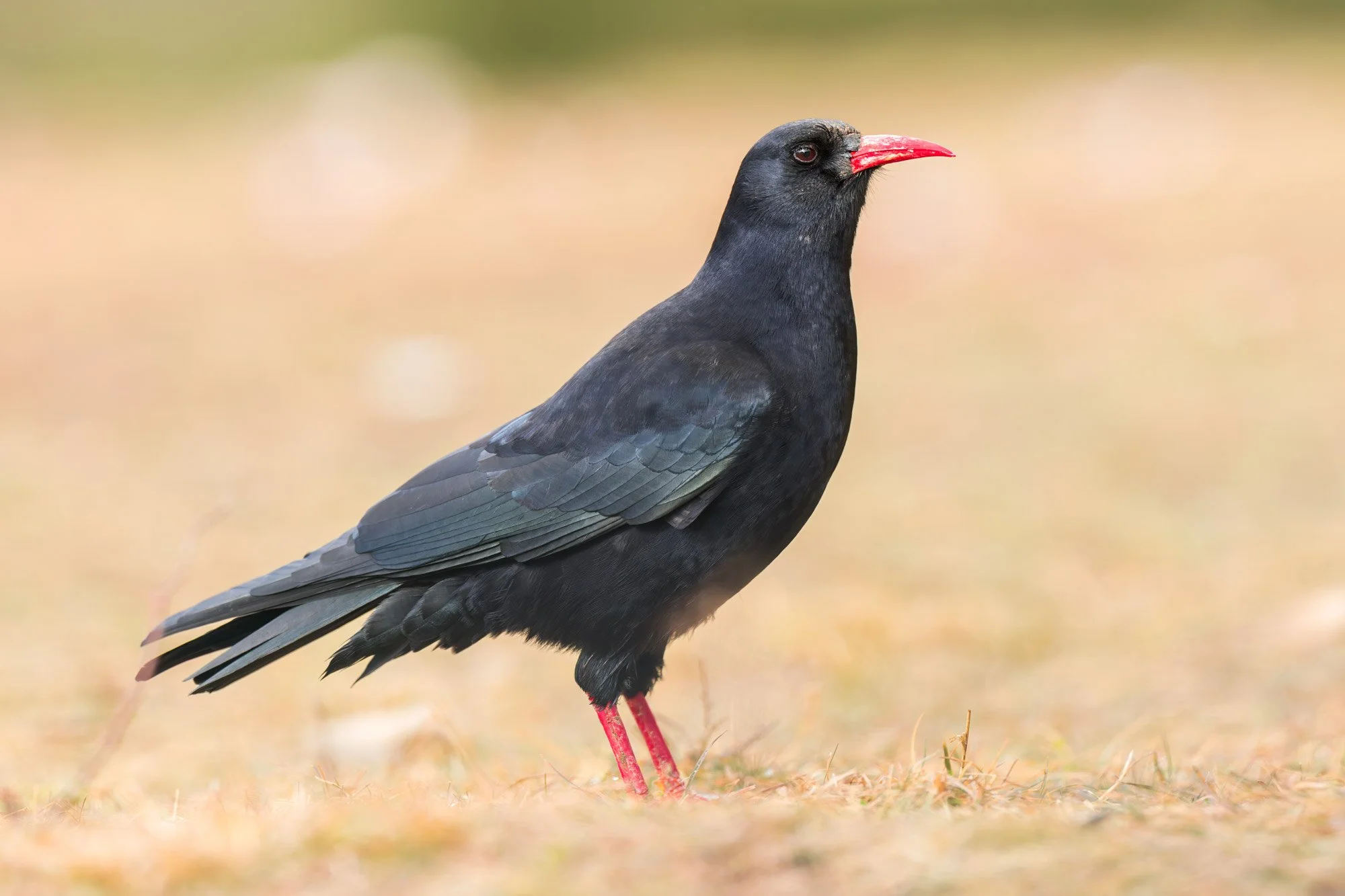Crows_Red-billed-Chough_JPEG_3x2_ARM0348.jpg