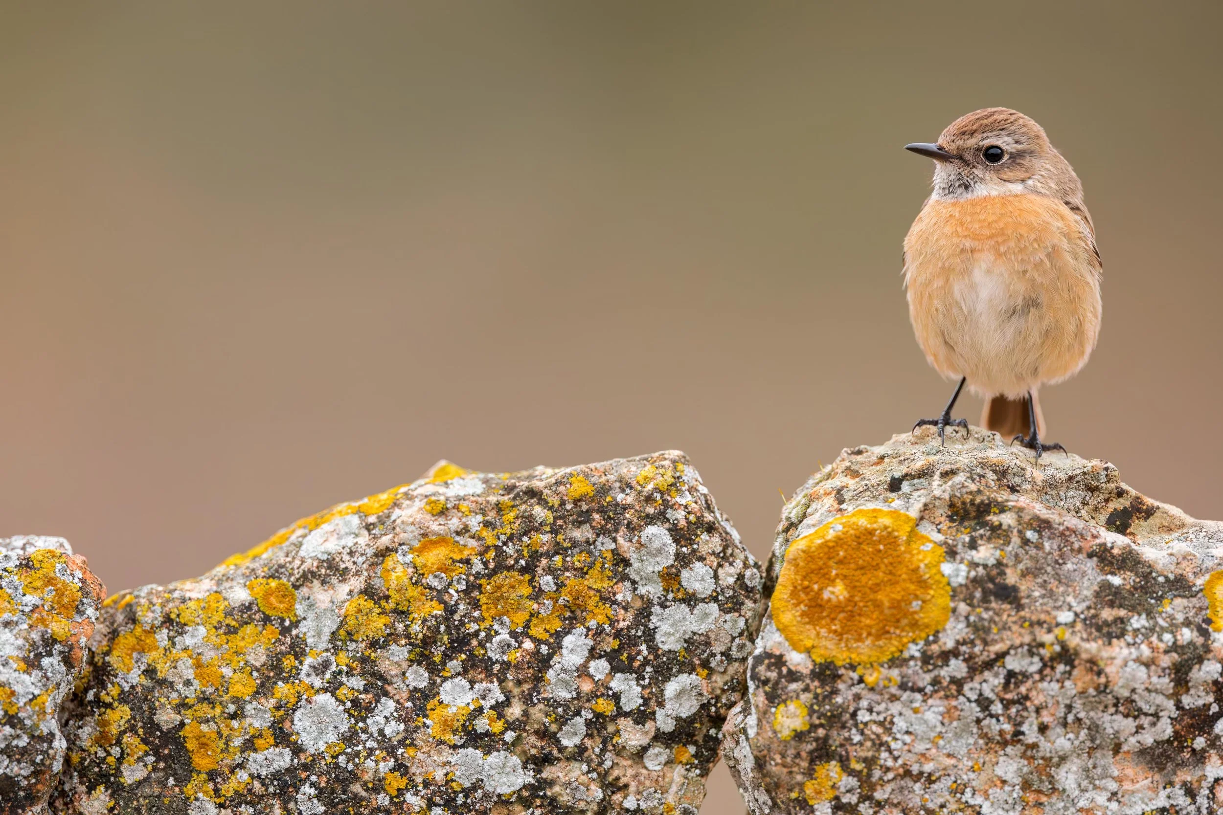 Stonechat_Batea_JPEG_3x2_ARM2159_Rafael-Armada.jpg