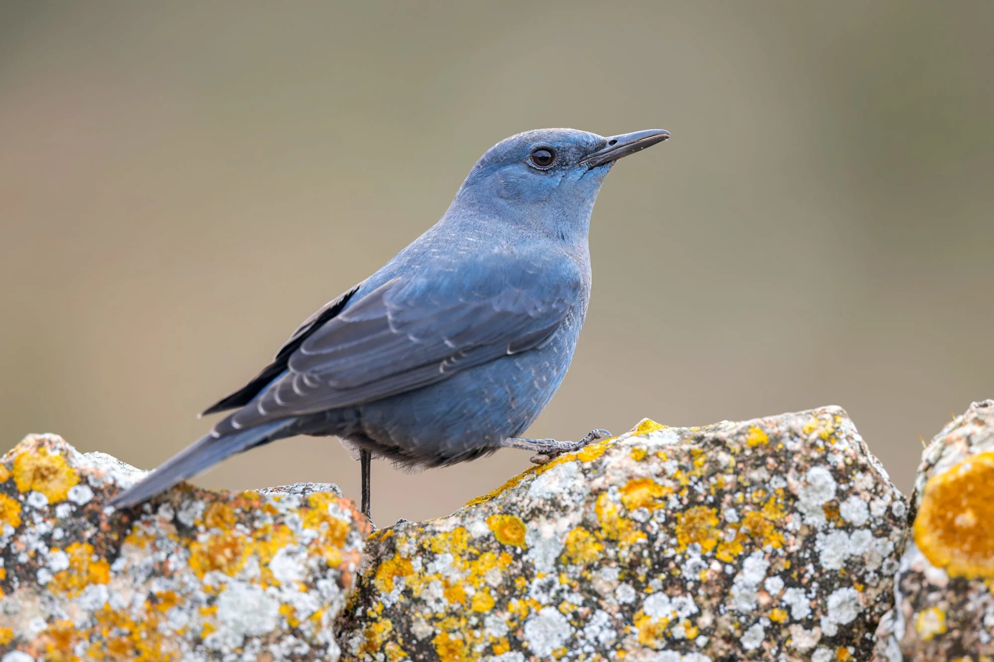 Thrush-Blue-Rock_JPEG_3x2_ARM1936.jpg