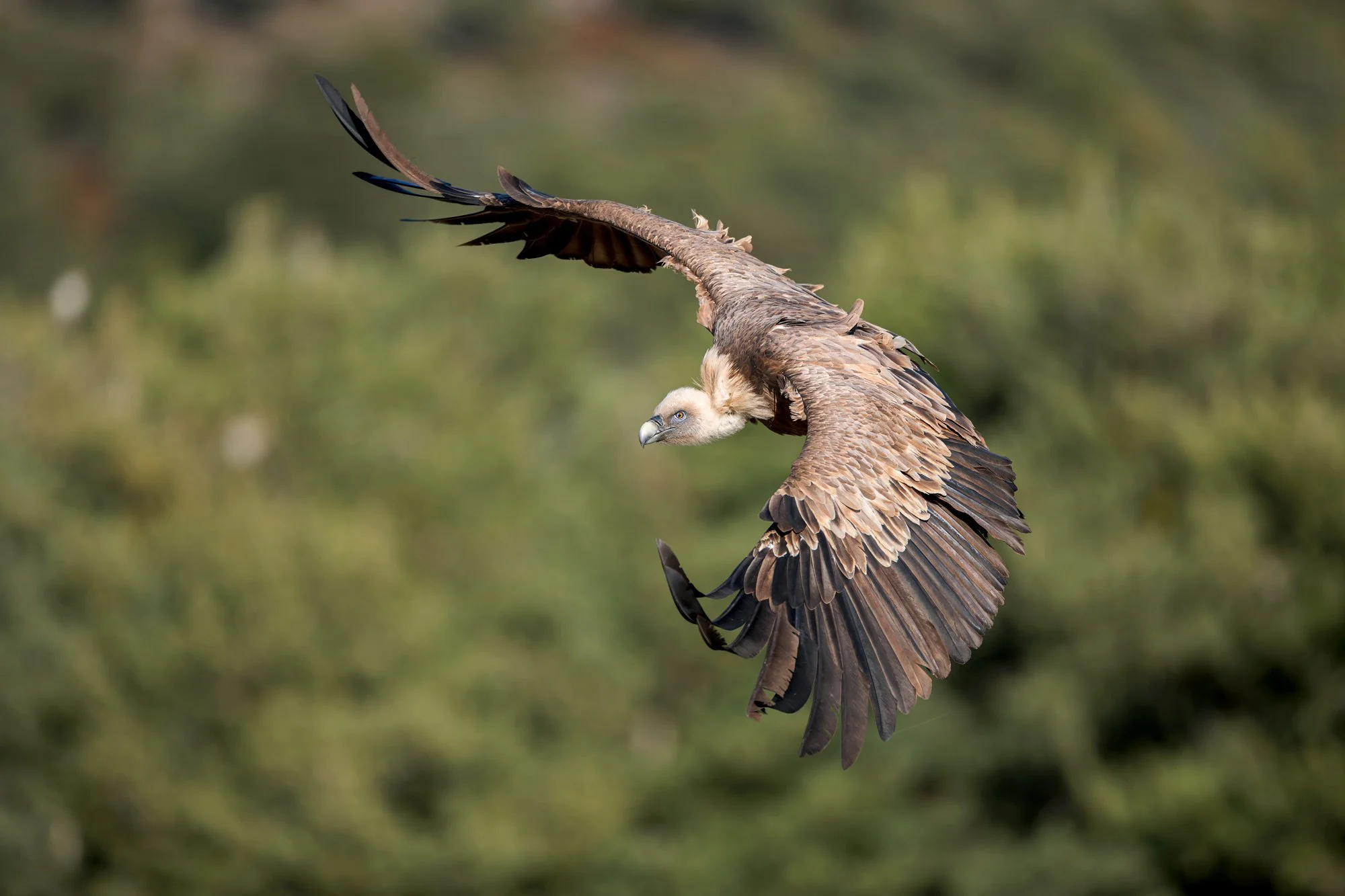 Vultures_Griffon_JPEG_3x2_ARM9623.jpg