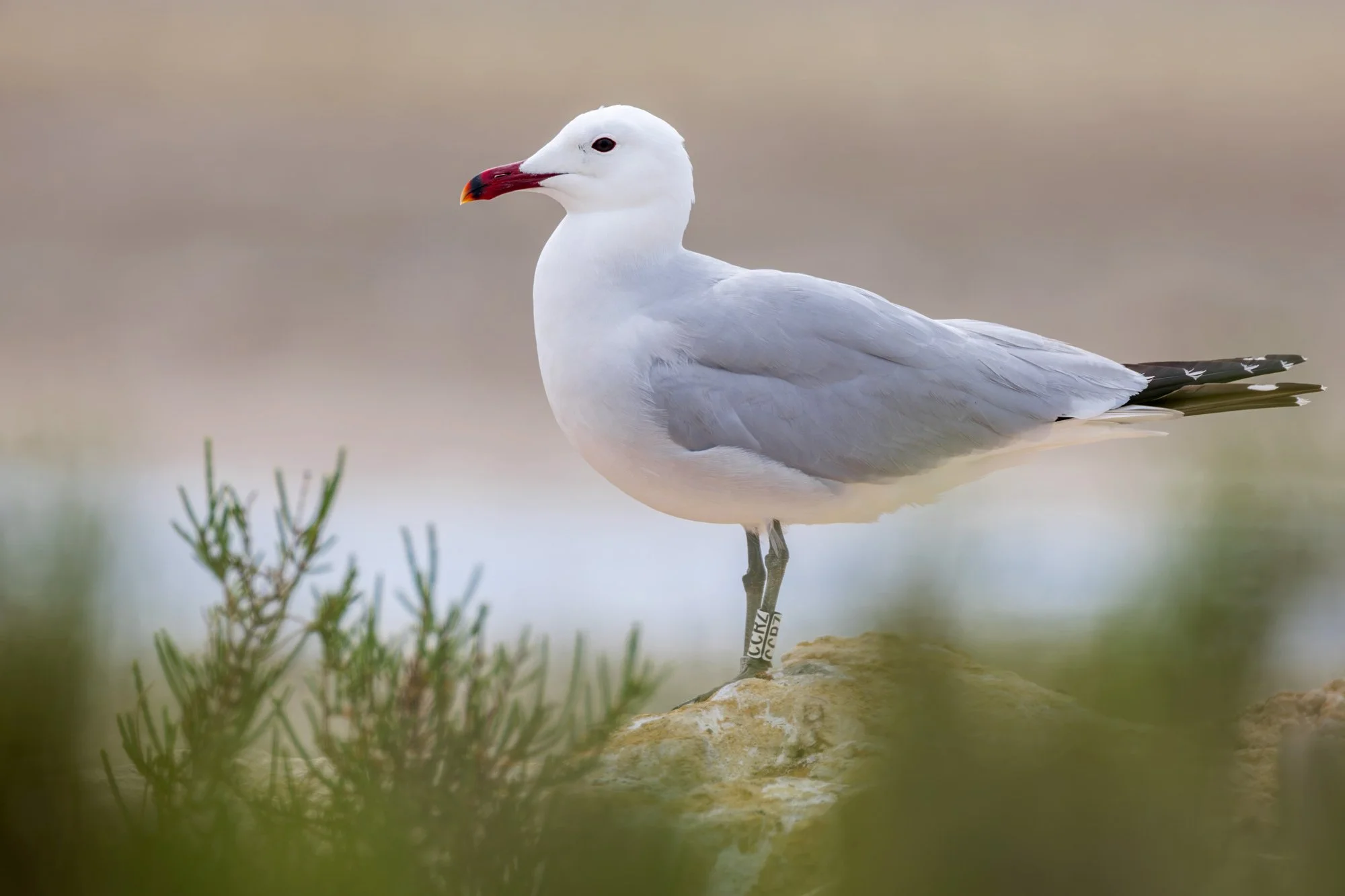 Gull_Audouins_JPEG_3x2_28042022-_A7A3101.jpg