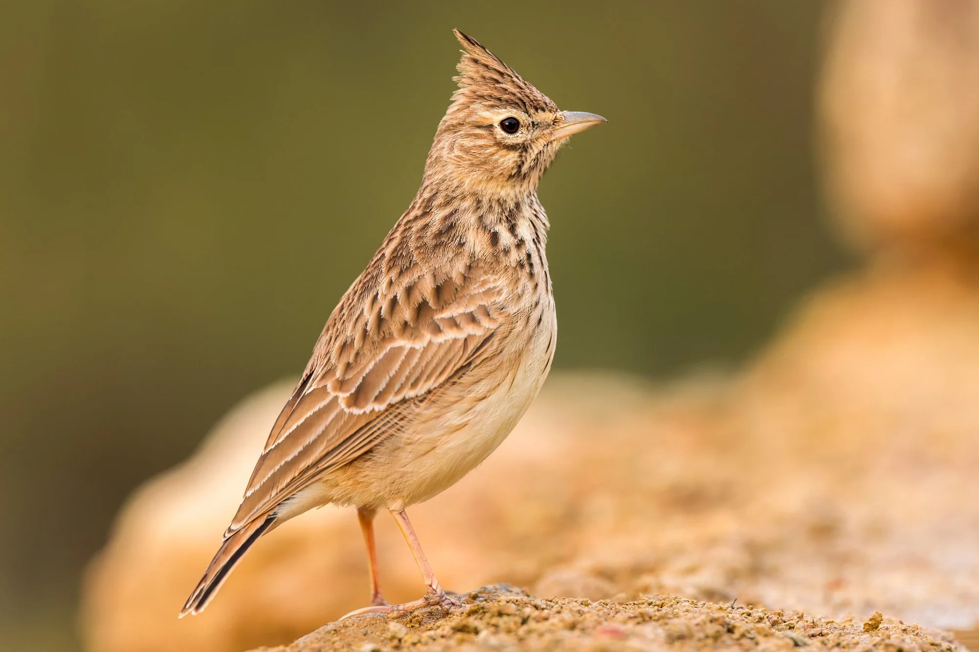 Larks_thekla_JPEG_3x2_Batea_12_2025_ARM4934.jpg
