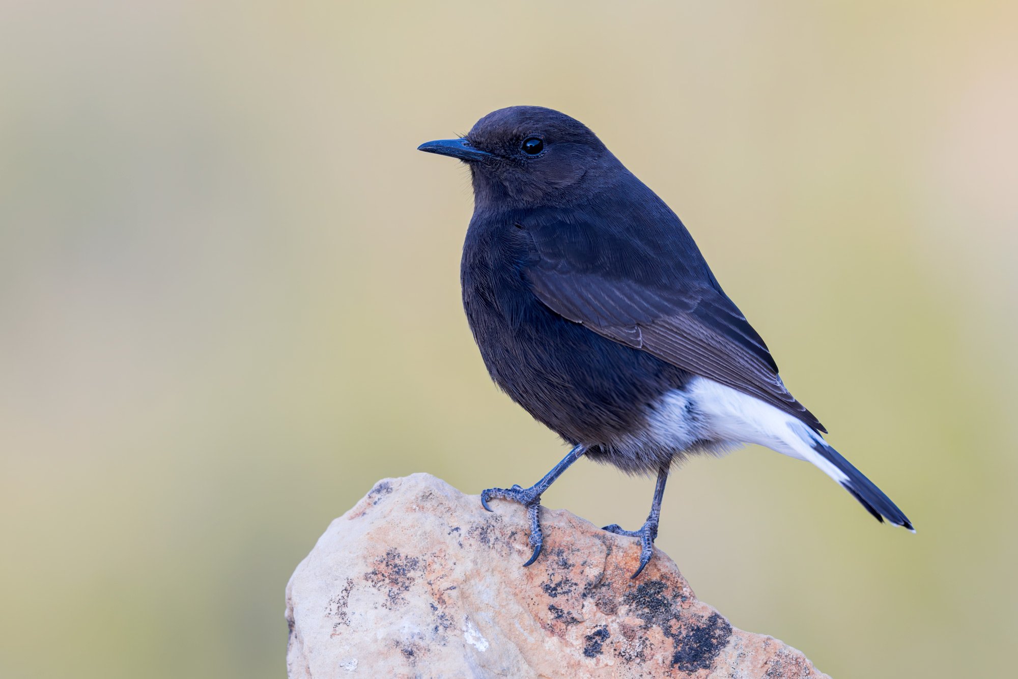 Black Wheatear (copia)
