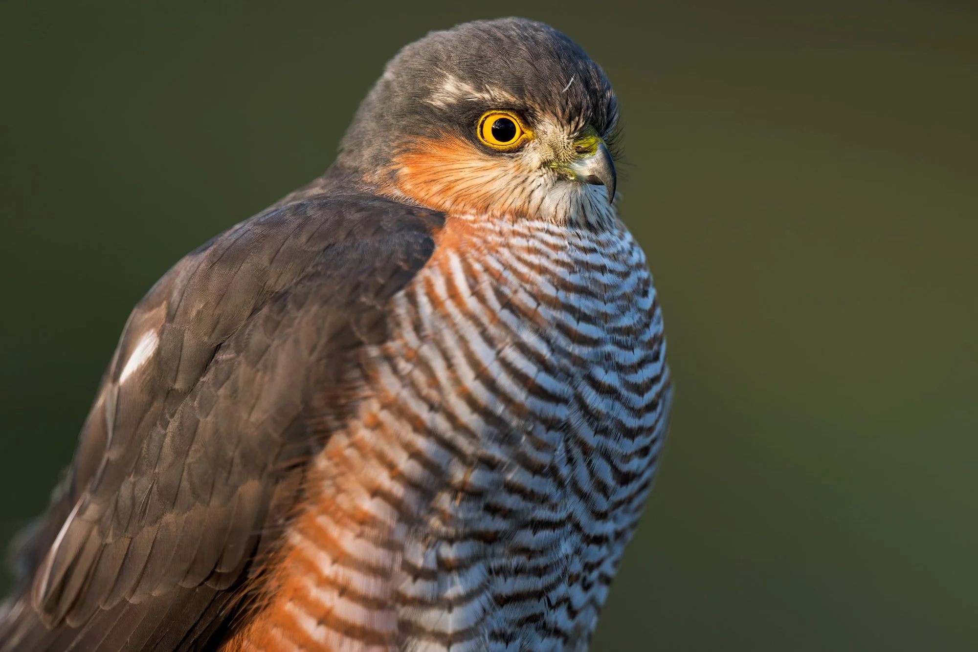 Raptors_Sparrowhawk_JPEG_3x2_Batea_12_2025_ARM0077.jpg