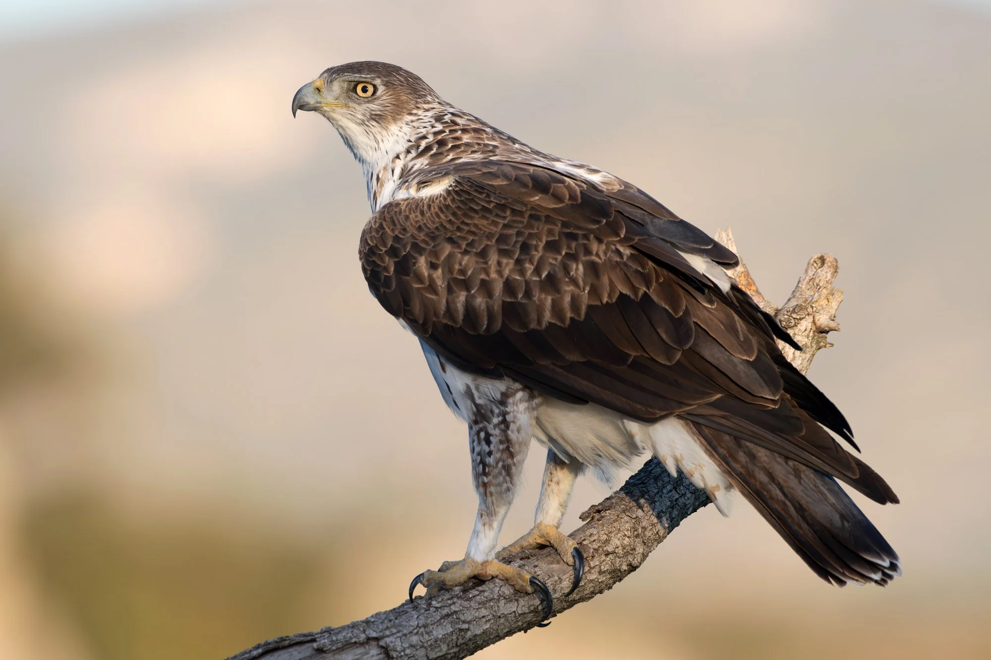 Raptors_Eagles_Bonnelli_JPEG_3x2_F2I0061.jpg