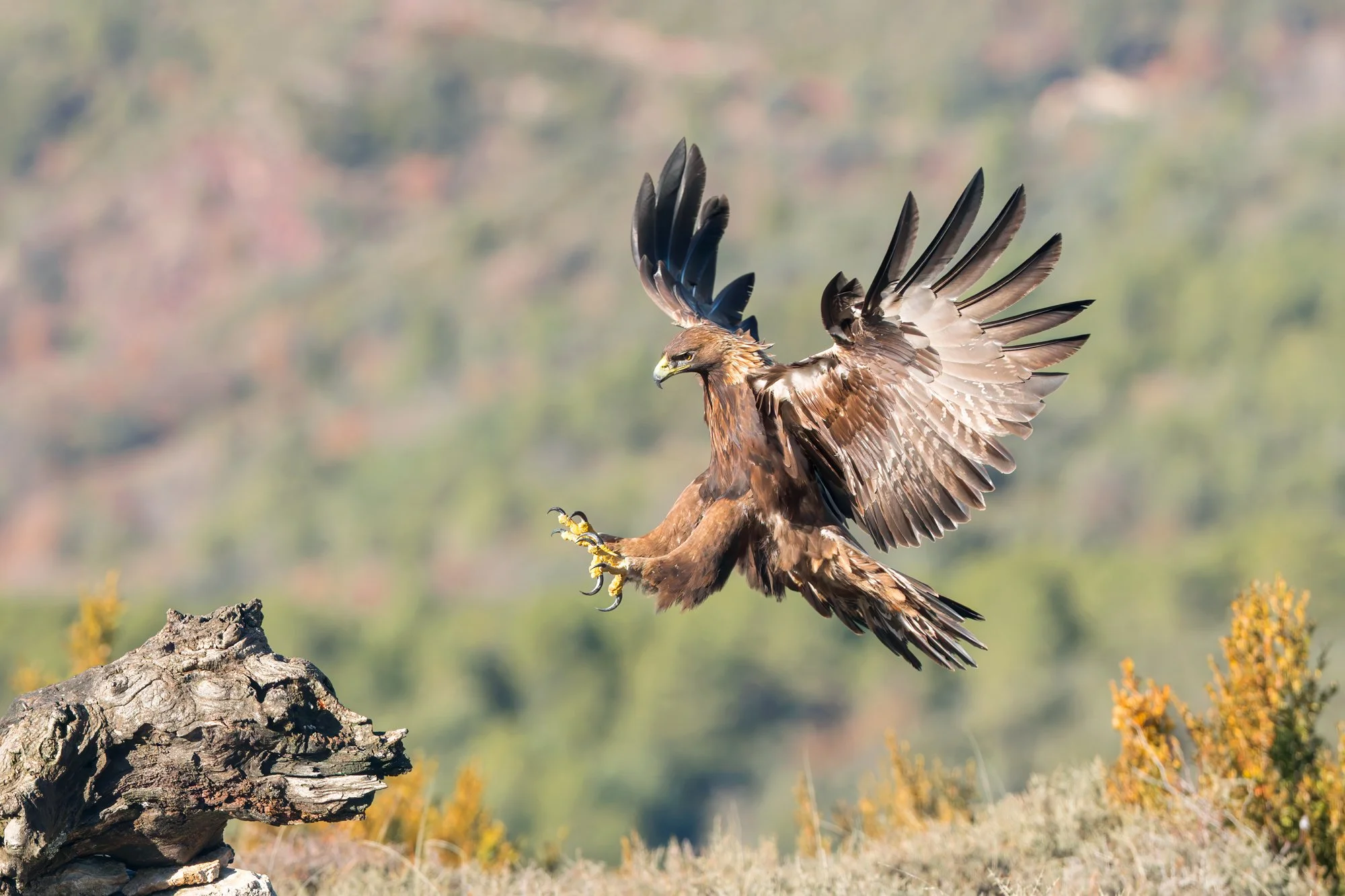 Eagles_Golden_JPEG_3x2_96A8771.jpg