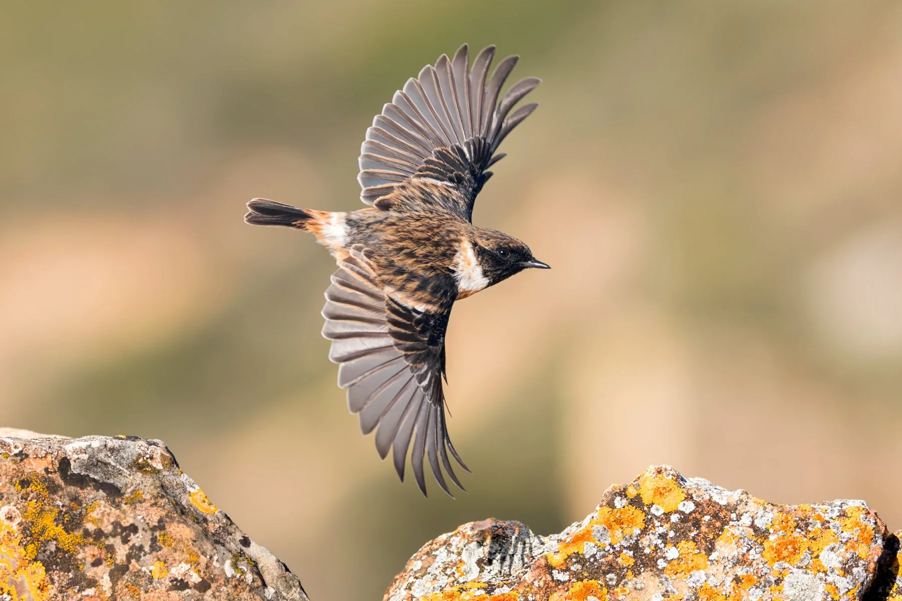 Stonechat_Batea_JPEG_3x2_ARM5260.jpg