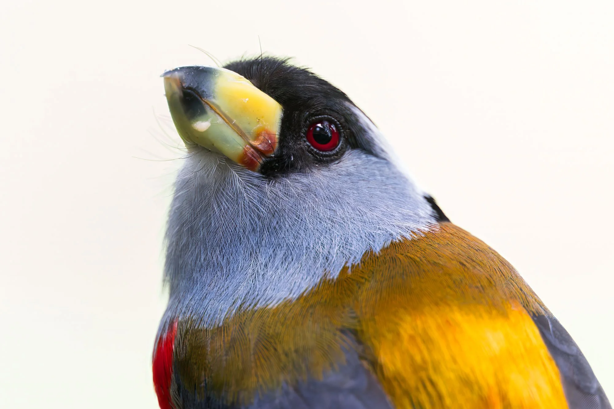 Toucan Barbet