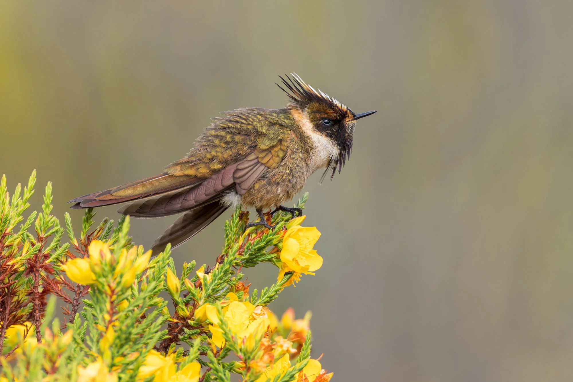 ENDEMIC BIRDS OF COLOMBIA