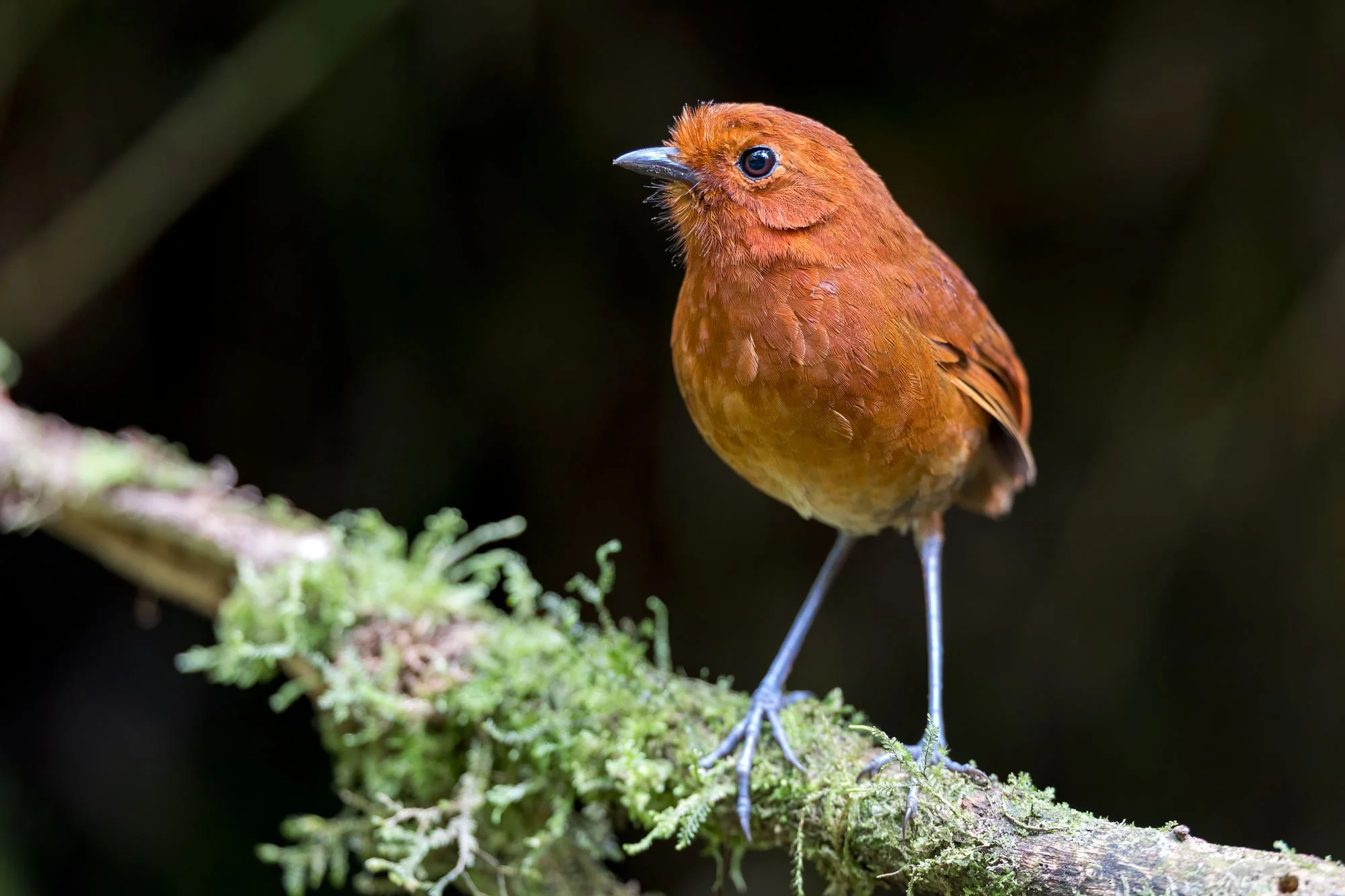 Chami Antpitta