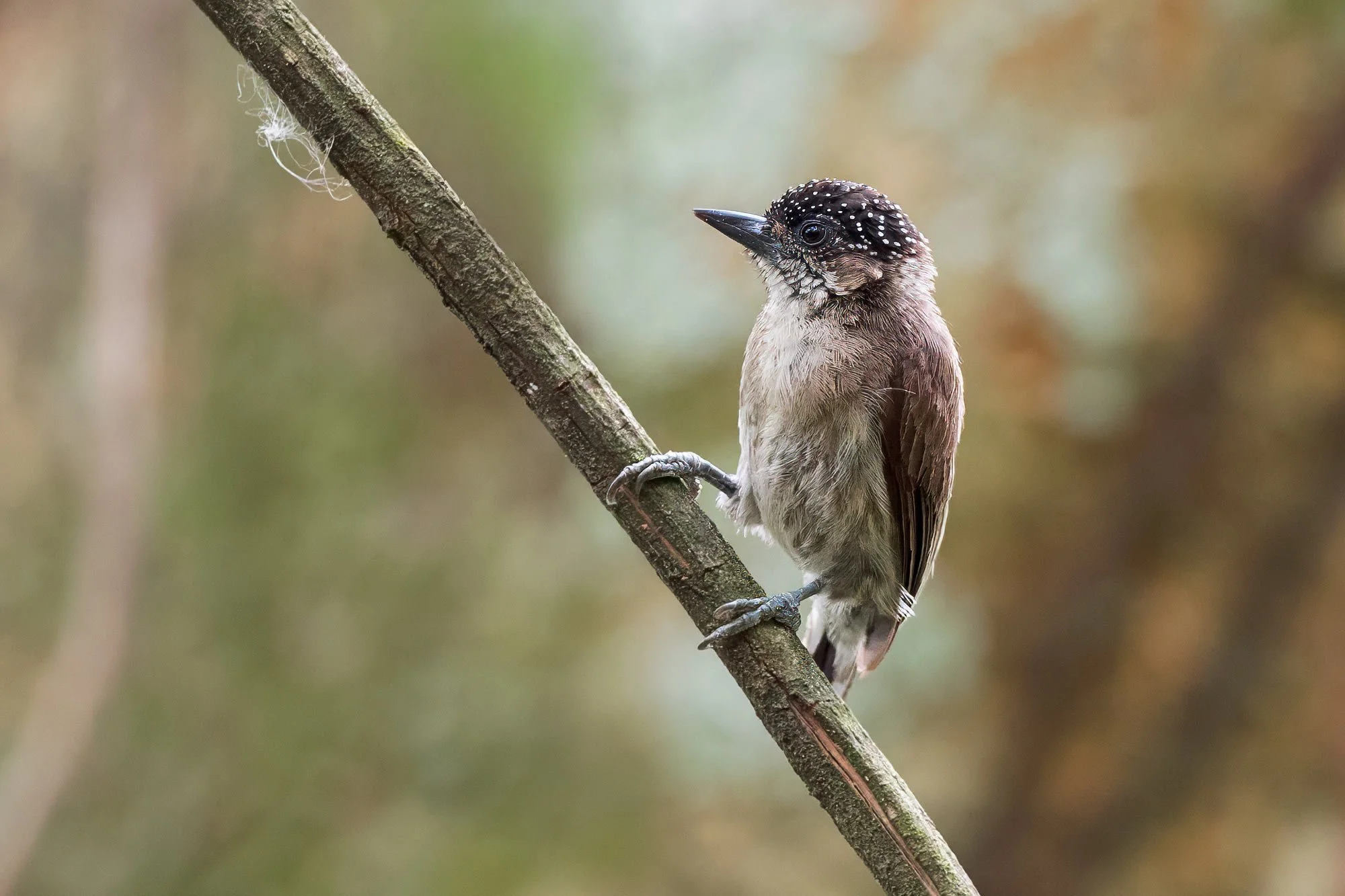 Grayish Piculet