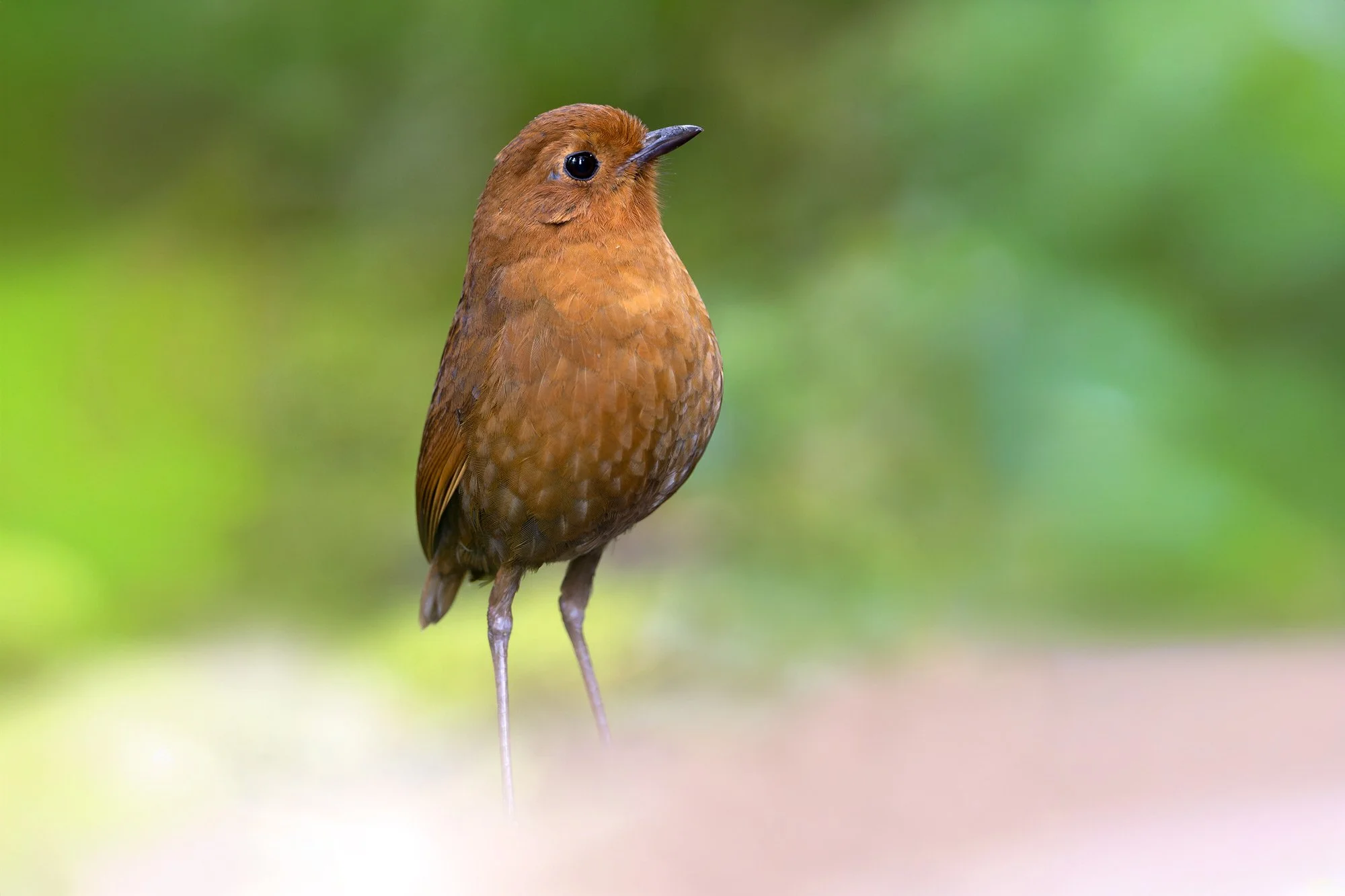 Equatorian Antpitta