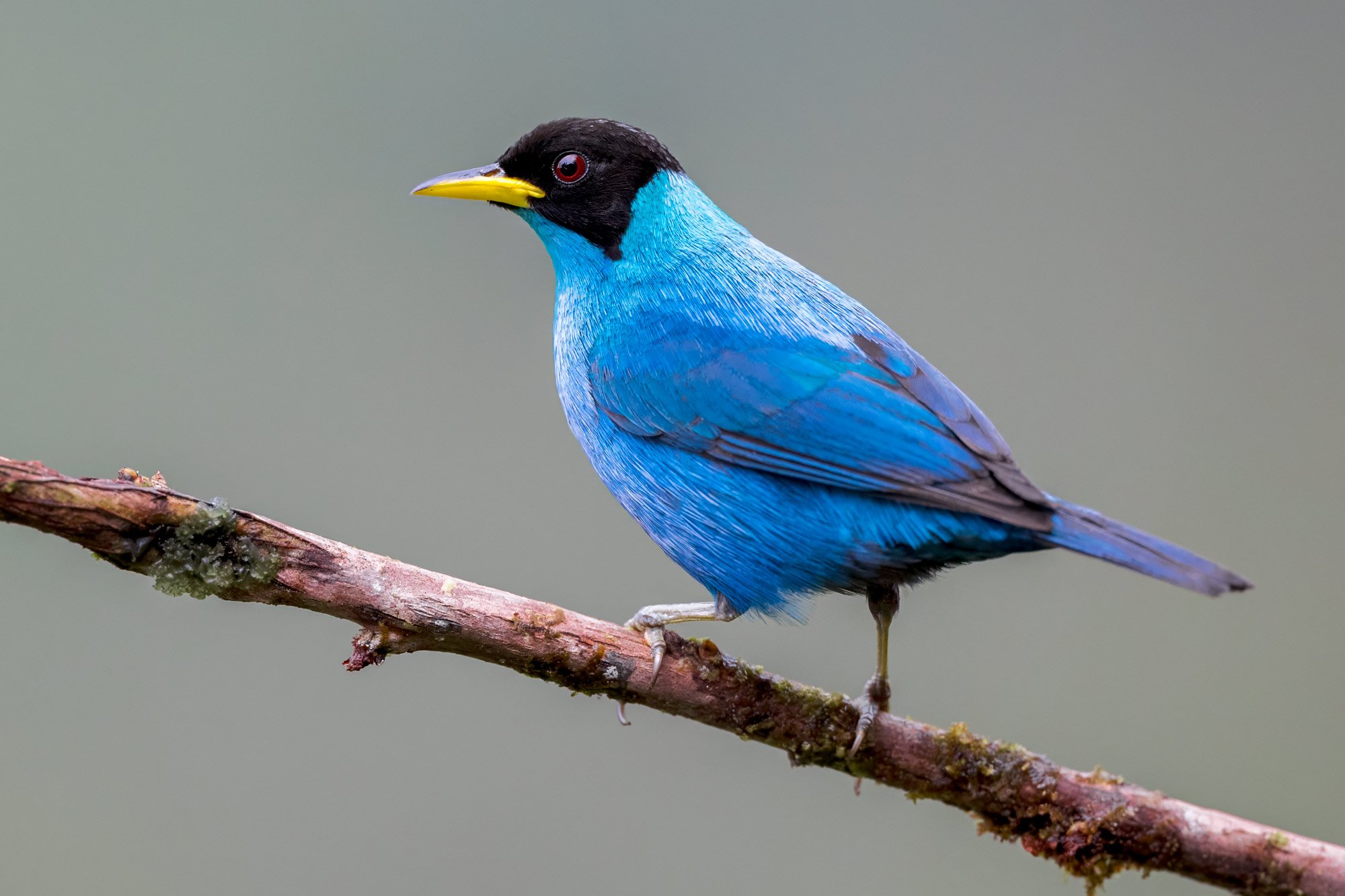 Green Honeycreeper