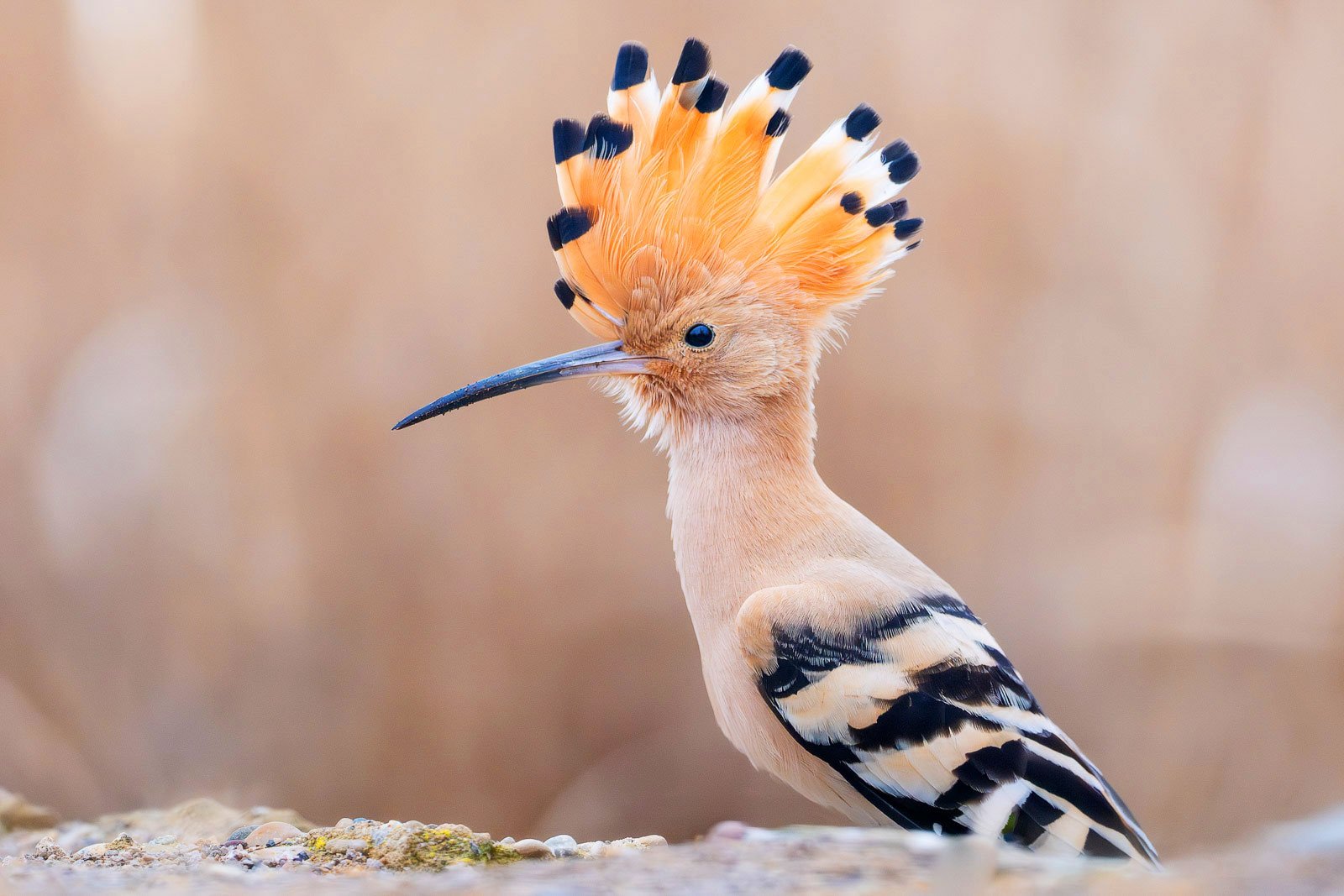 Eurasian Hoopoe
