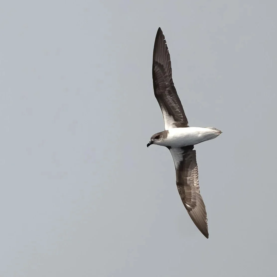 Fea's Petrel