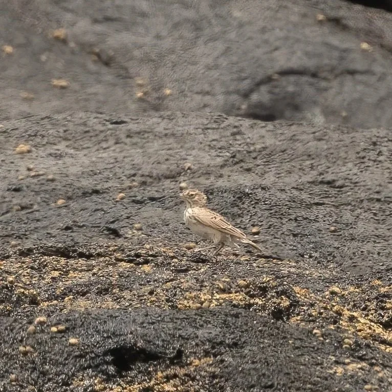 Raso Lark