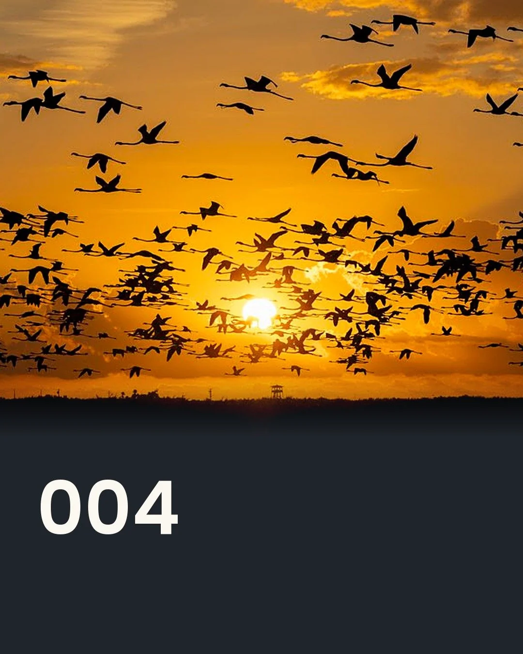 From the Delta Birding Festival to the Field