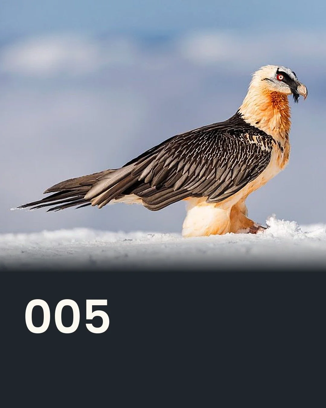 The Bearded Vulture: Much More Than a Vulture