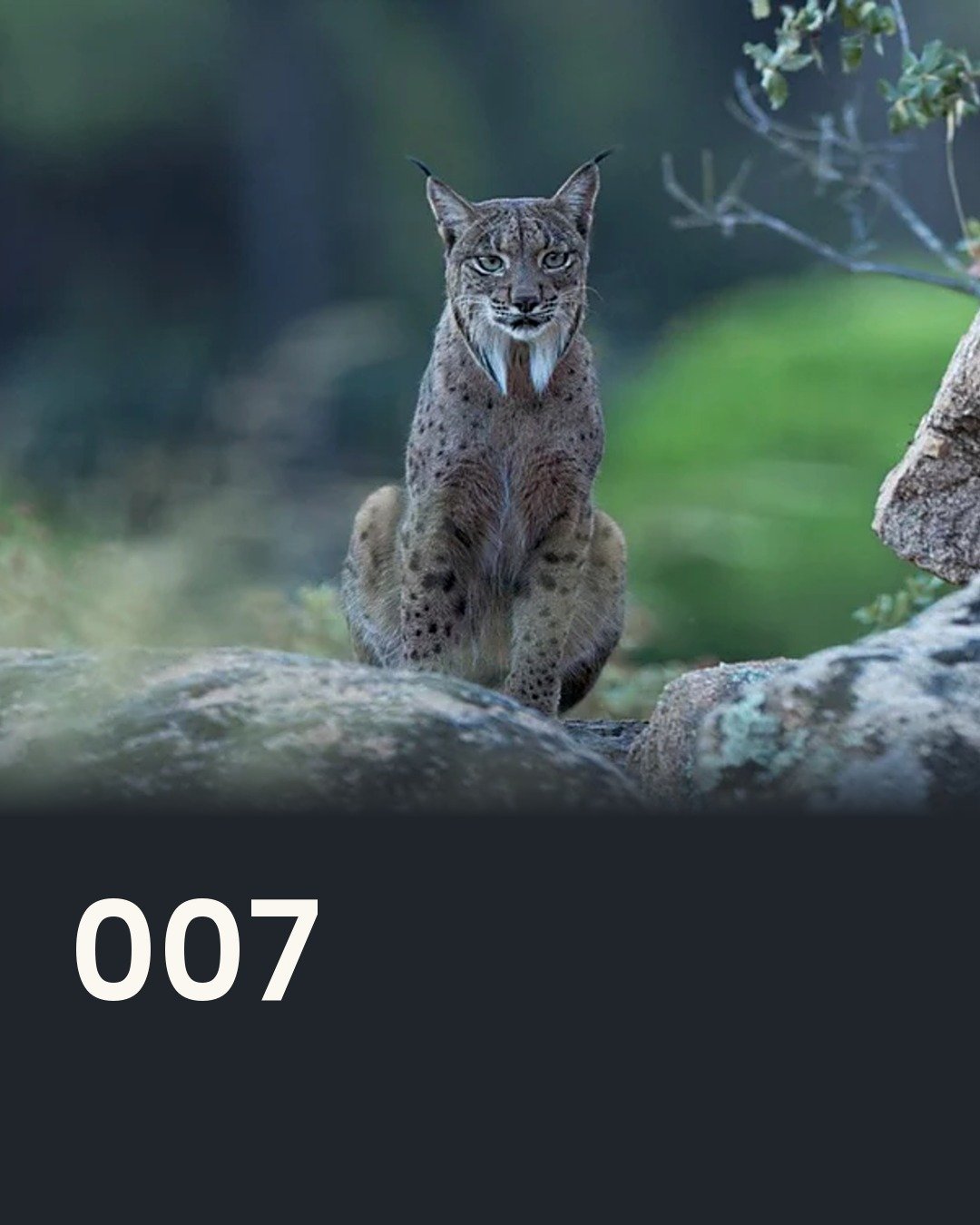 A week of birds, mammals and reptiles