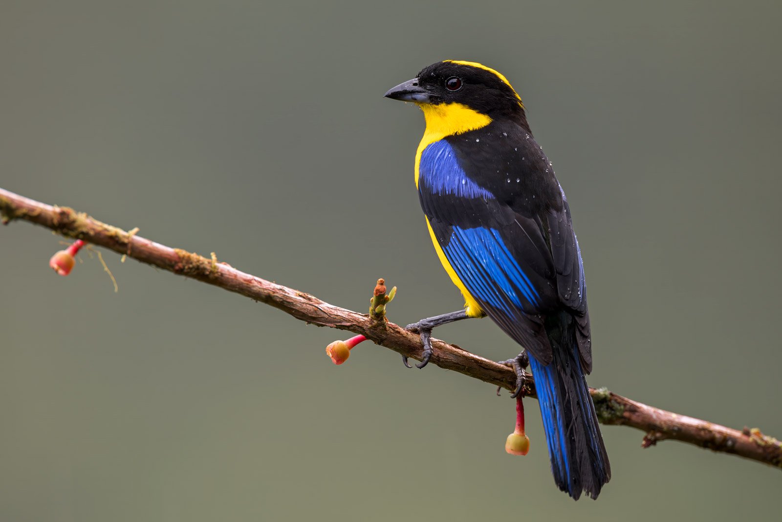 Blue-winged-Mountain-Tanager_Colombia_birding_photo_bird.jpg