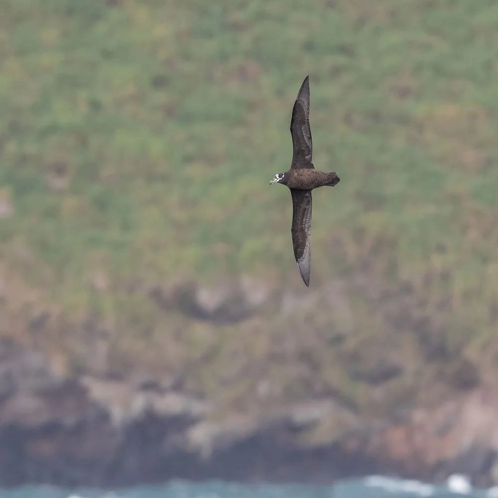 Spectacled Petrel_Atlantic Odyssey_Warbler Tours_Photography_Birds_Rafael Armada.jpg