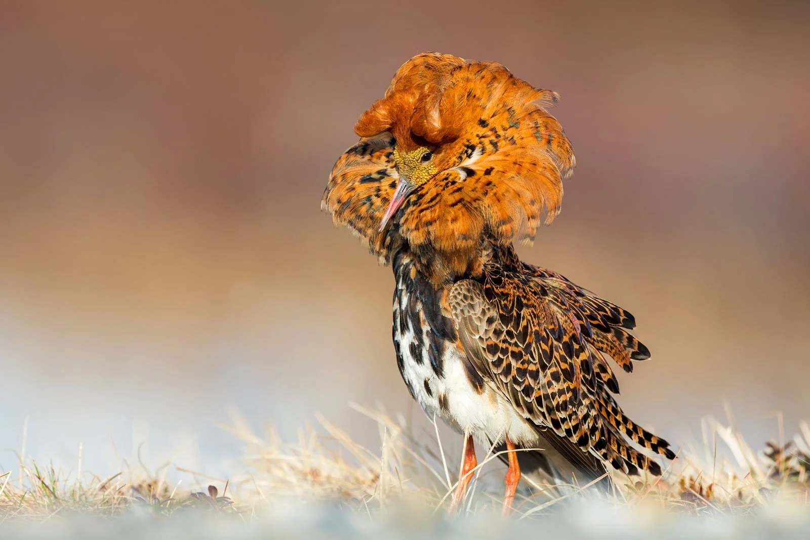 wader_ruff_photography_finland_arctic_varanger_norway_tour_premium_bespoke_birding_1.jpg