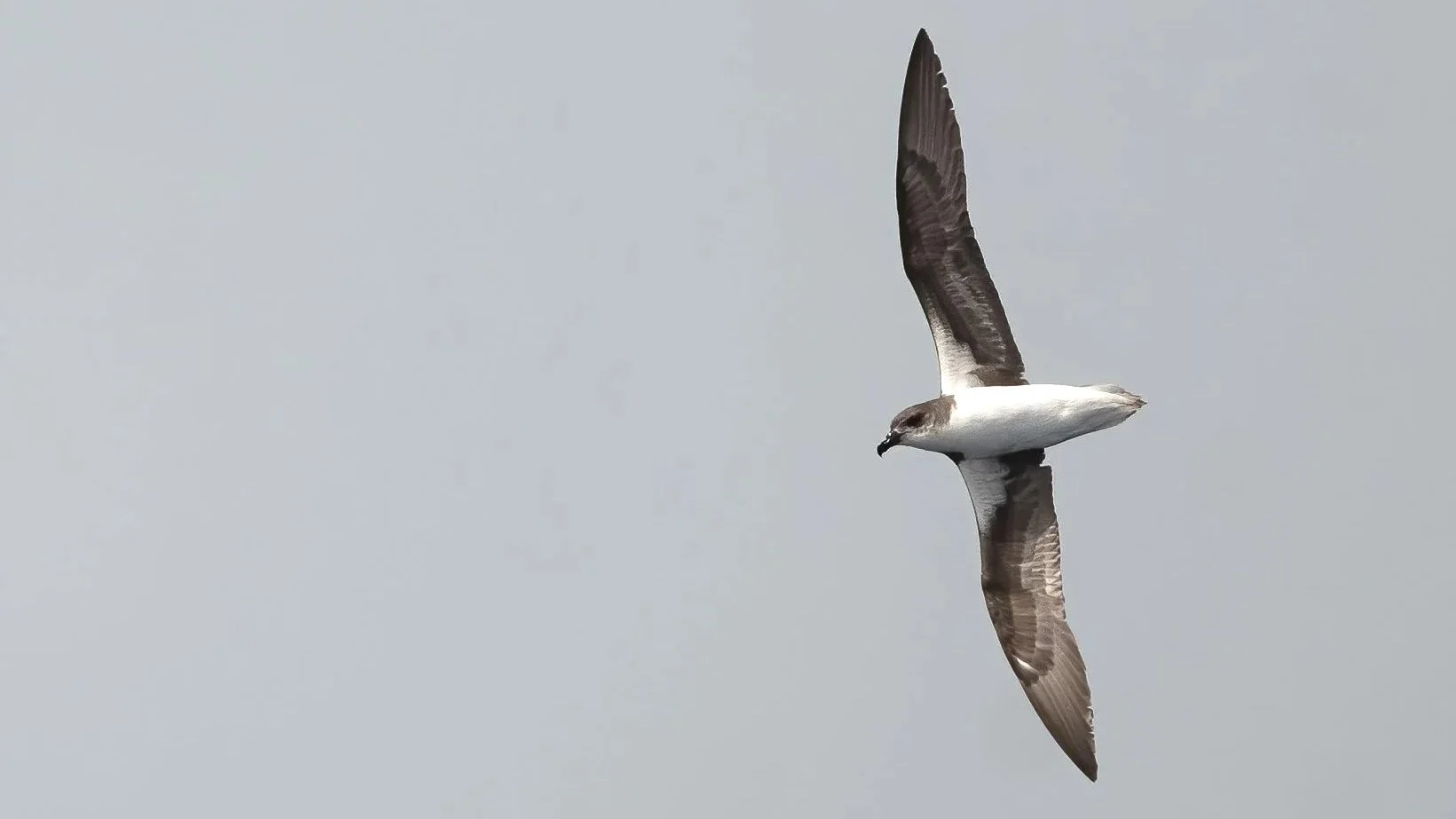 Fea%27s+Petrel+-+Eduard+Sangster.jpg