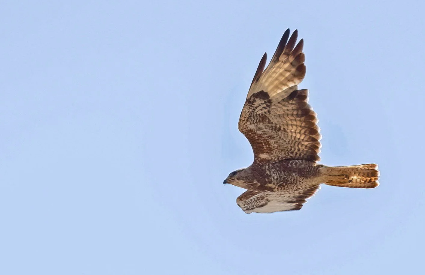 Cape Verde (Common) Buzzard_ Eduard Sangster.jpg