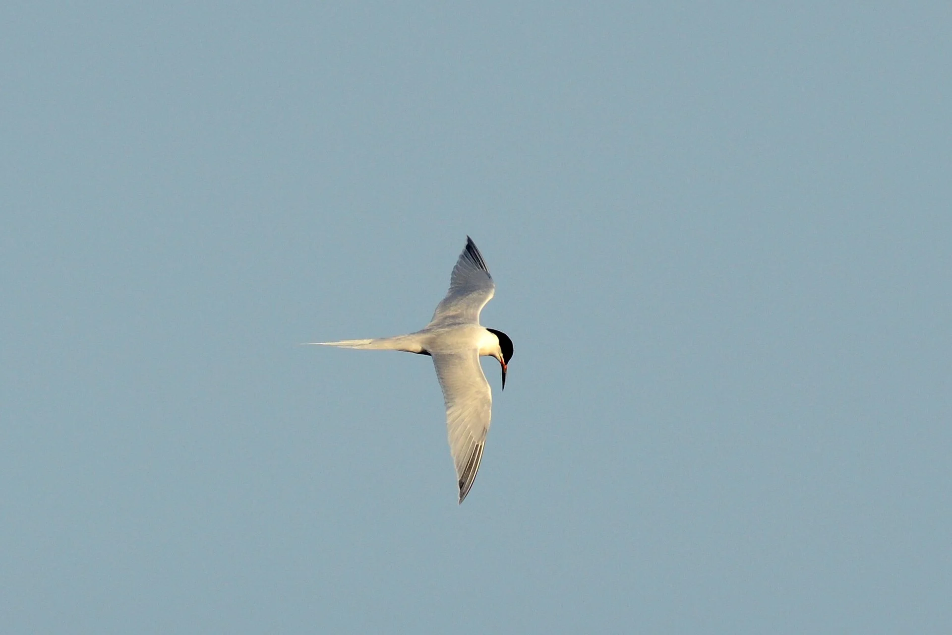 Roseate Tern_Funchal_Madeira_Laurens Steijn.jpg