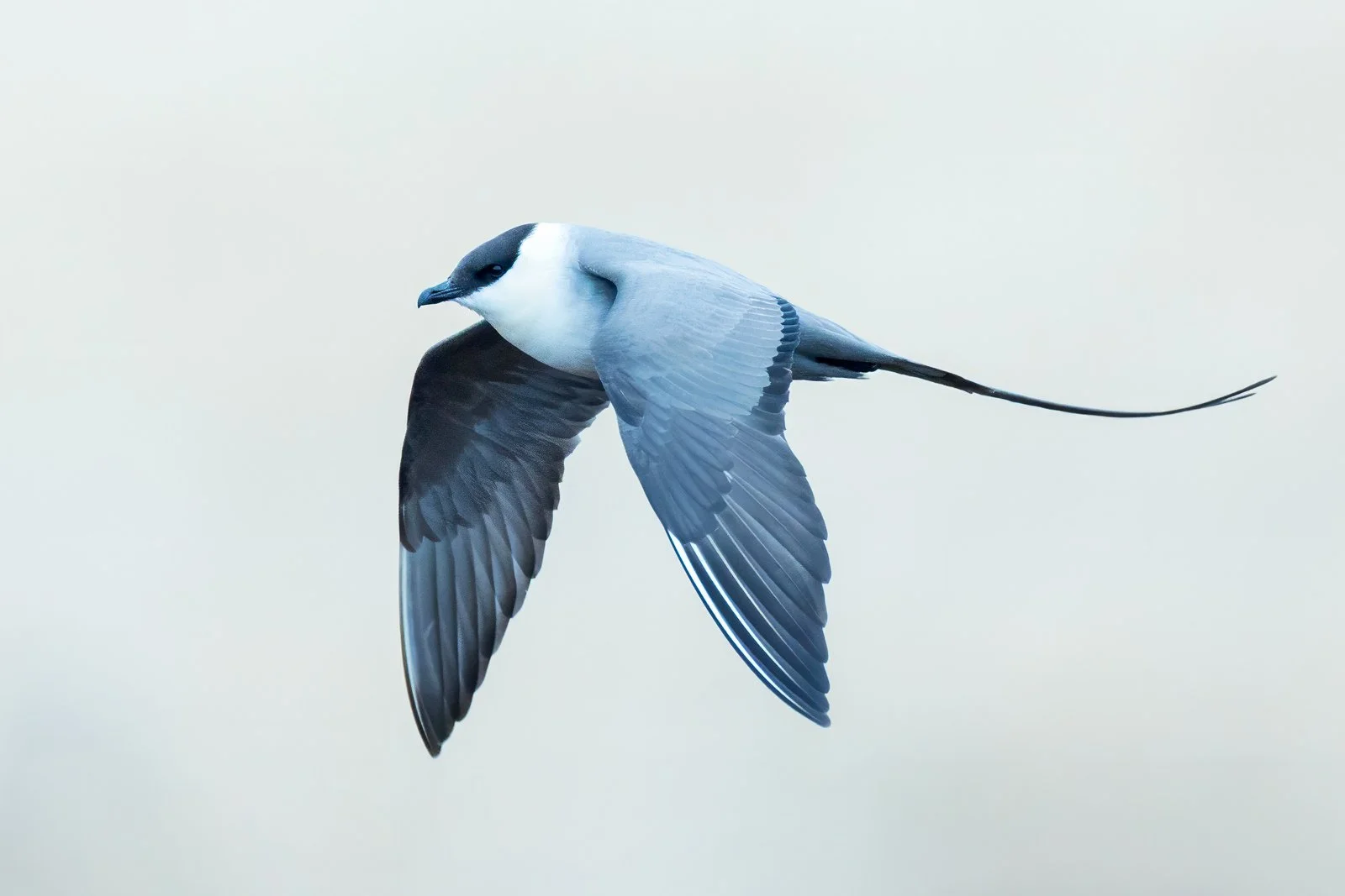 skua_jaeger_long_tailed_seabird_photography_finland_arctic_varanger_norway_tour_premium_bespoke_birding.jpg