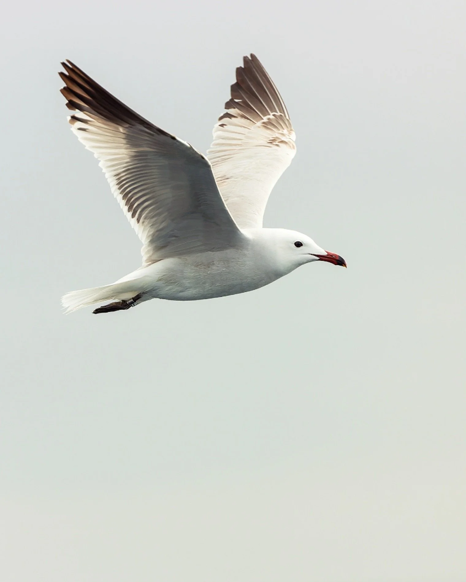 Spain-Catalonia-Barcelona-Pelagics_Warbler-Tours_Rafael-Armada_audouins-gull_Seabirds_Bird-Photography.JPEG