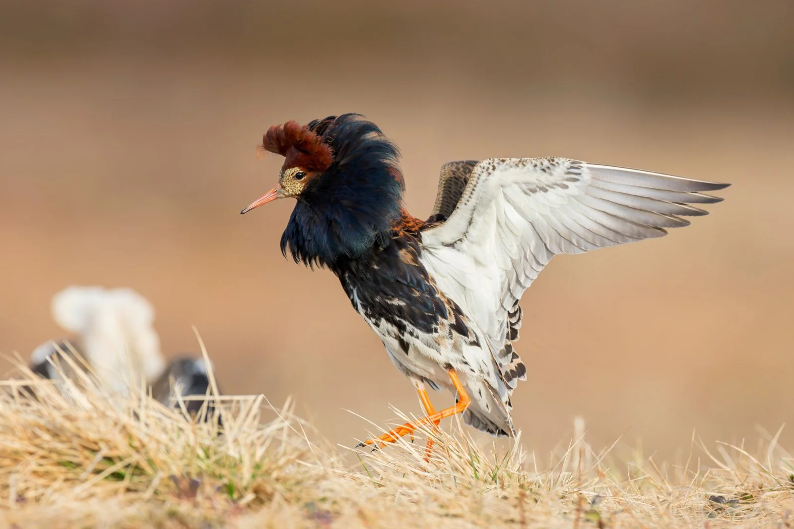 wader_ruff_photography_finland_arctic_varanger_norway_tour_premium_bespoke_birding_5.jpg