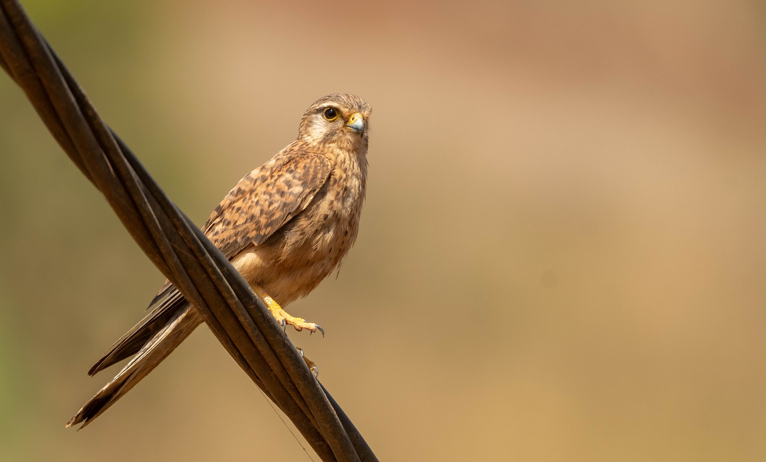 Alexander's (Common) Kestrel_Eduard Sangster.jpg