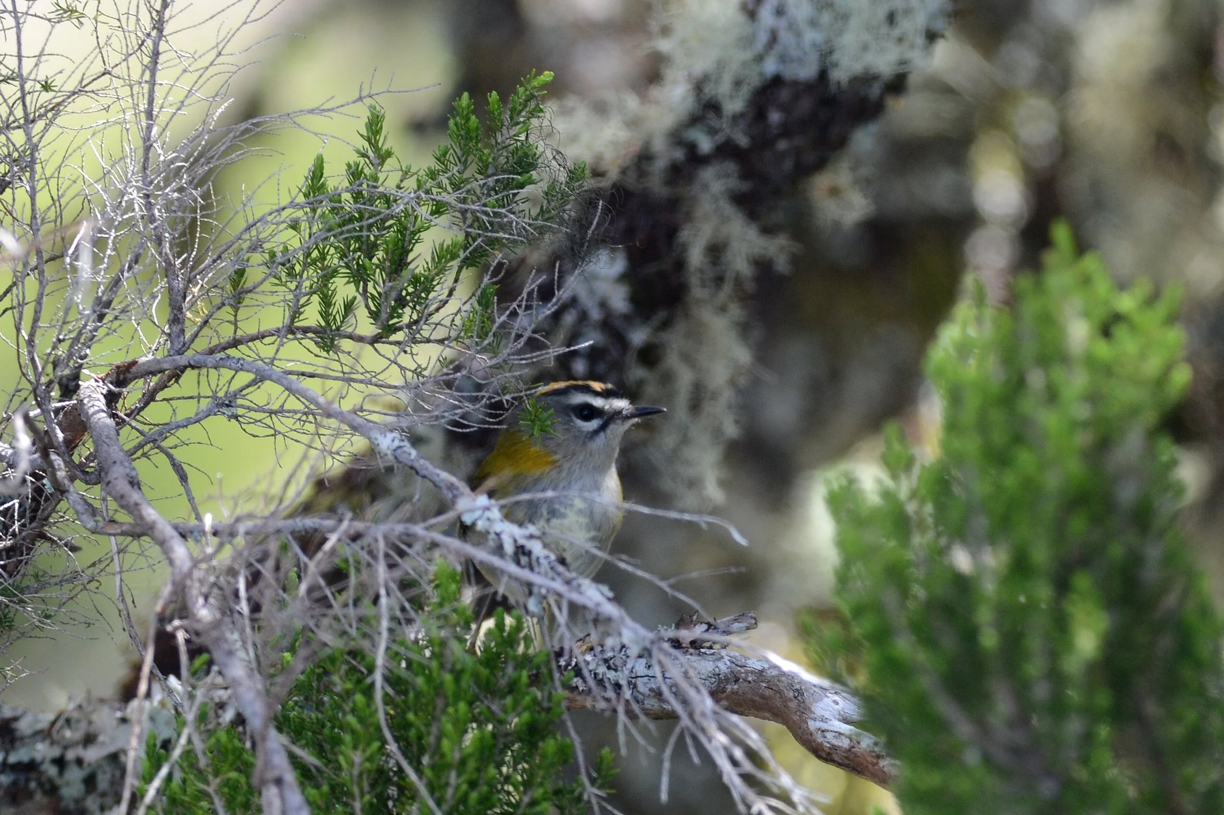 Madeira Firecrest_Laurens Steijn.jpg