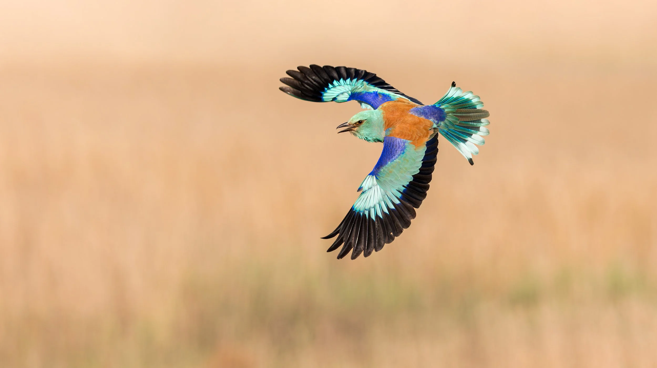 Eurasian Roller flying with wings spread against a blurred light brown background. Photographed in Spain by Rafael Armada
