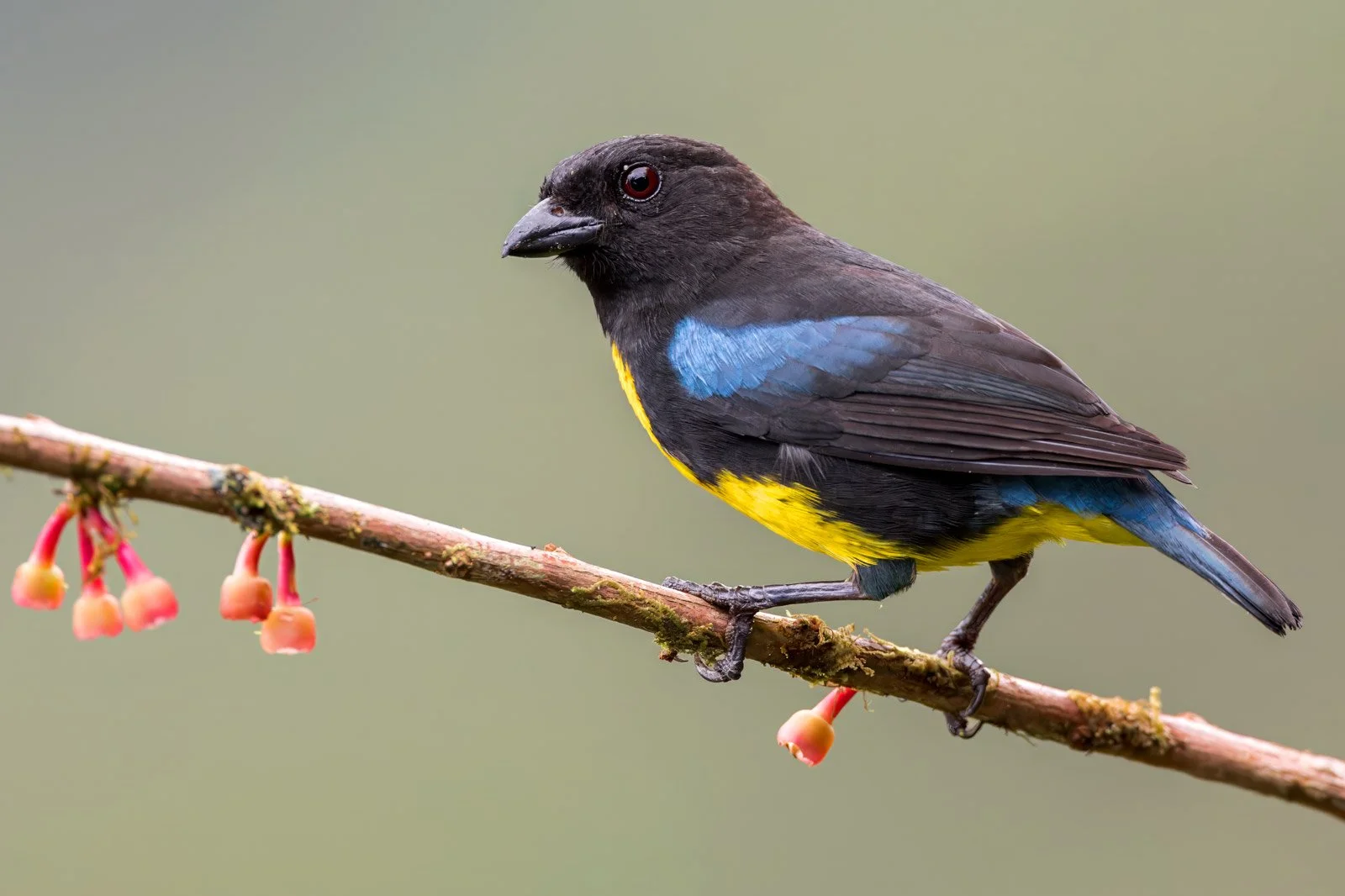 Black-and-gold-Tanager_Colombia_birding_bird_photo.jpg