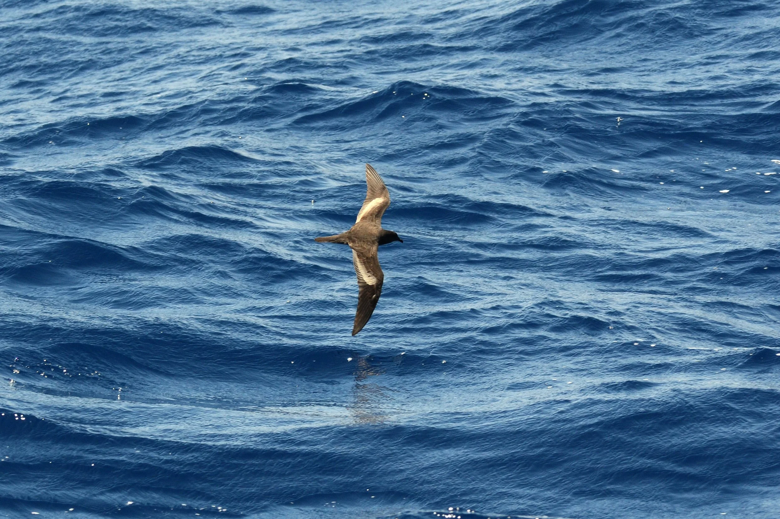Bulwers Petrel_Laurens Steijn.jpg