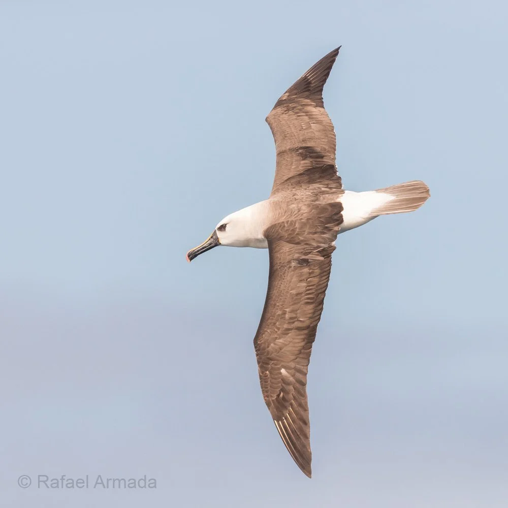 Atlantic-Yellow-nosed-Albatross_Atlantic-Odyssey_Warbler-Tours_Photography_Birds_Rafael-Armada.jpg
