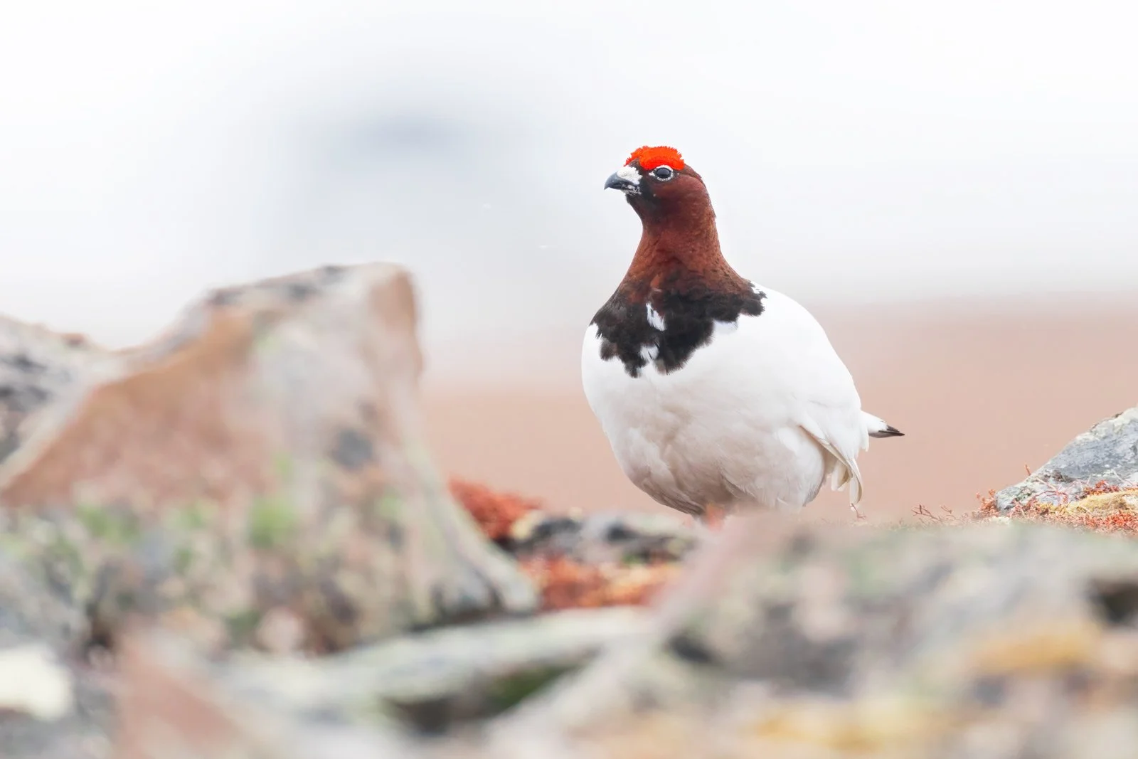 willow_ptarmigan_gamebird_photography_finland_arctic_varanger_norway_tour_premium_bespoke_birding.jpg