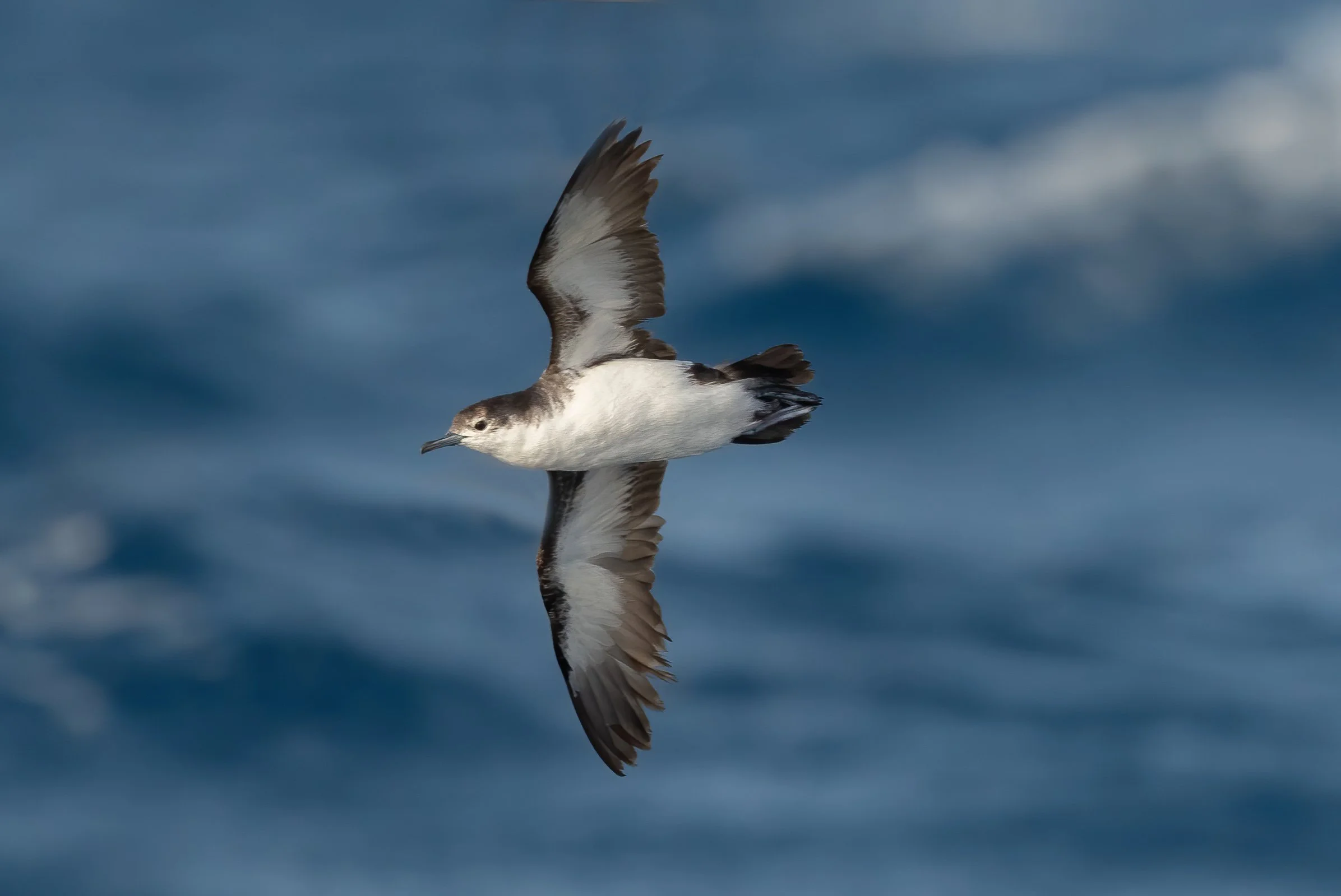 Boyd's Shearwater_Eduard Sangster.jpg